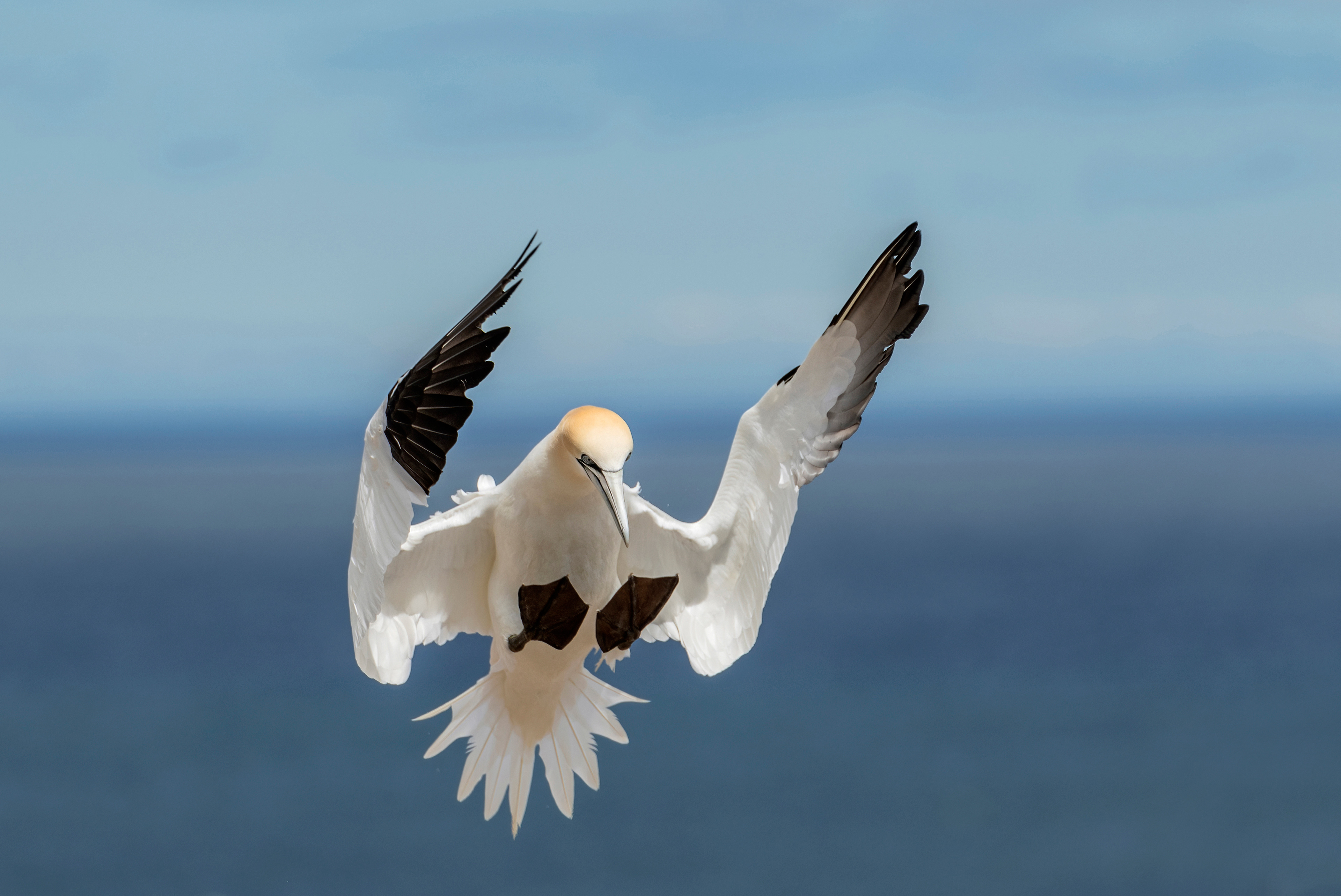 Northern gannet