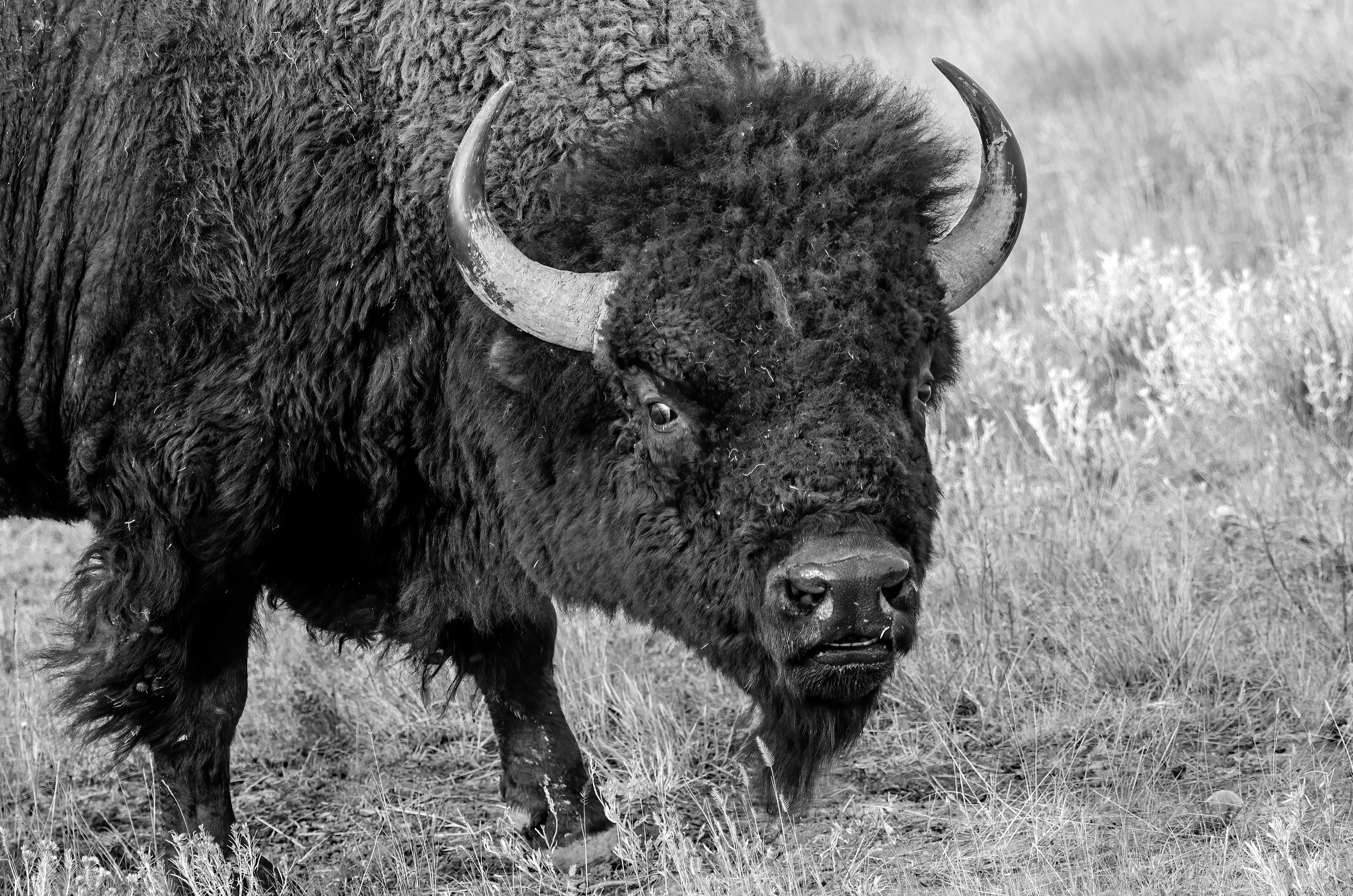 Bison 