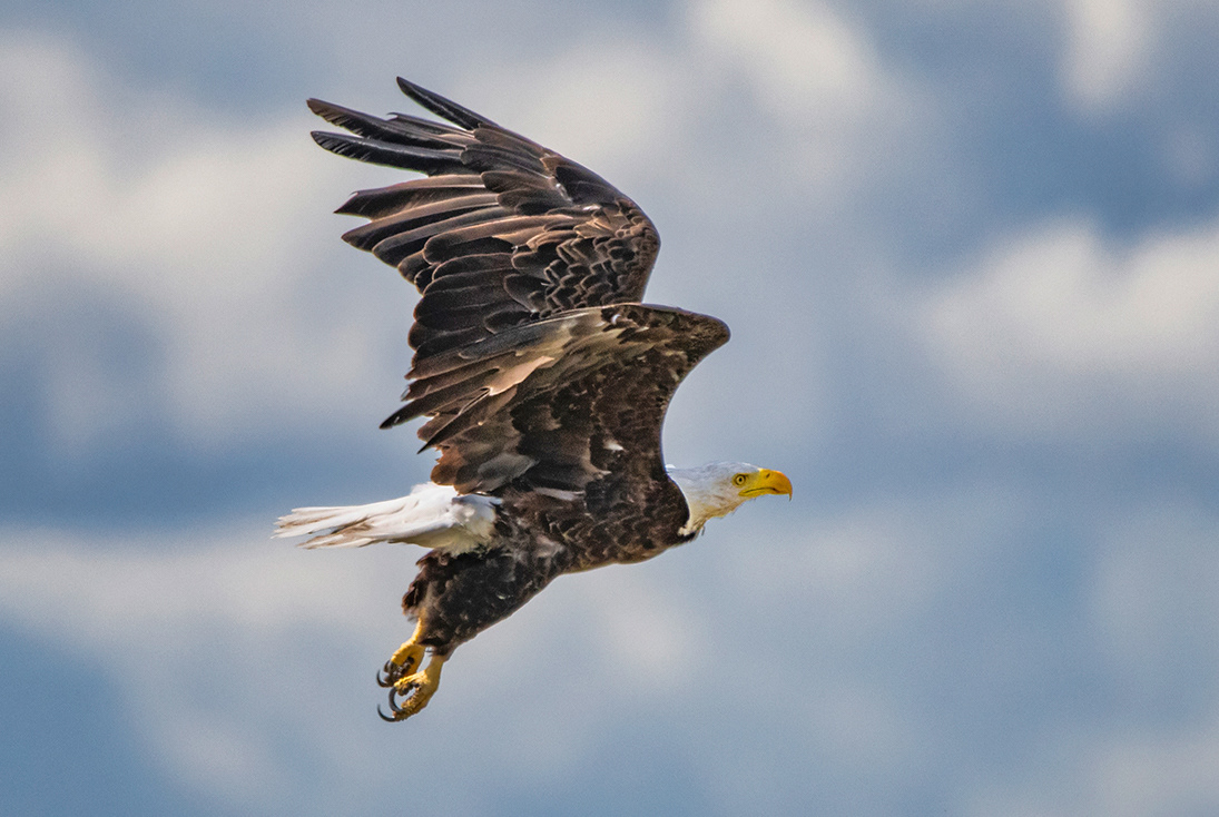 Bald eagle