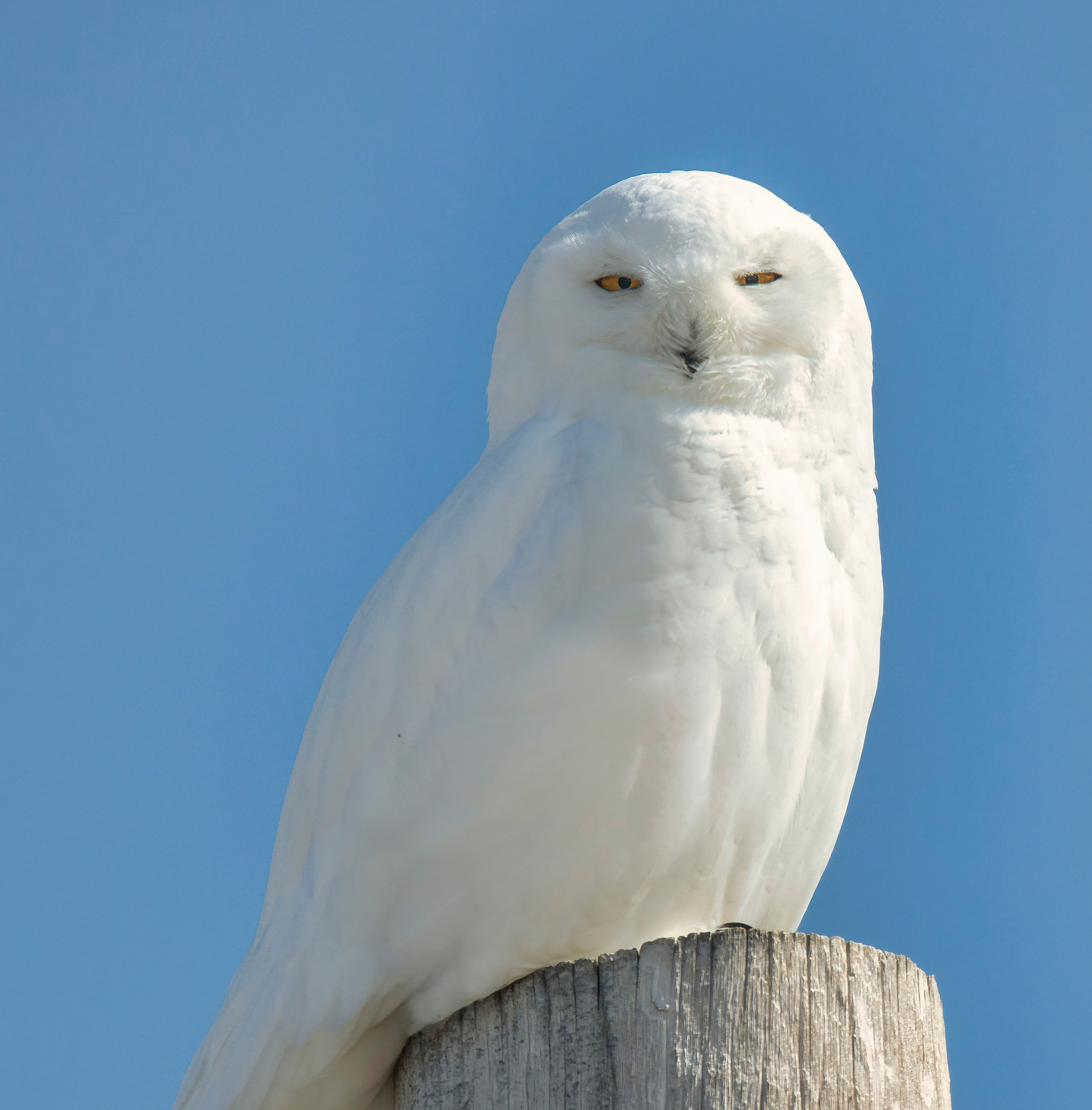 Snowy owl