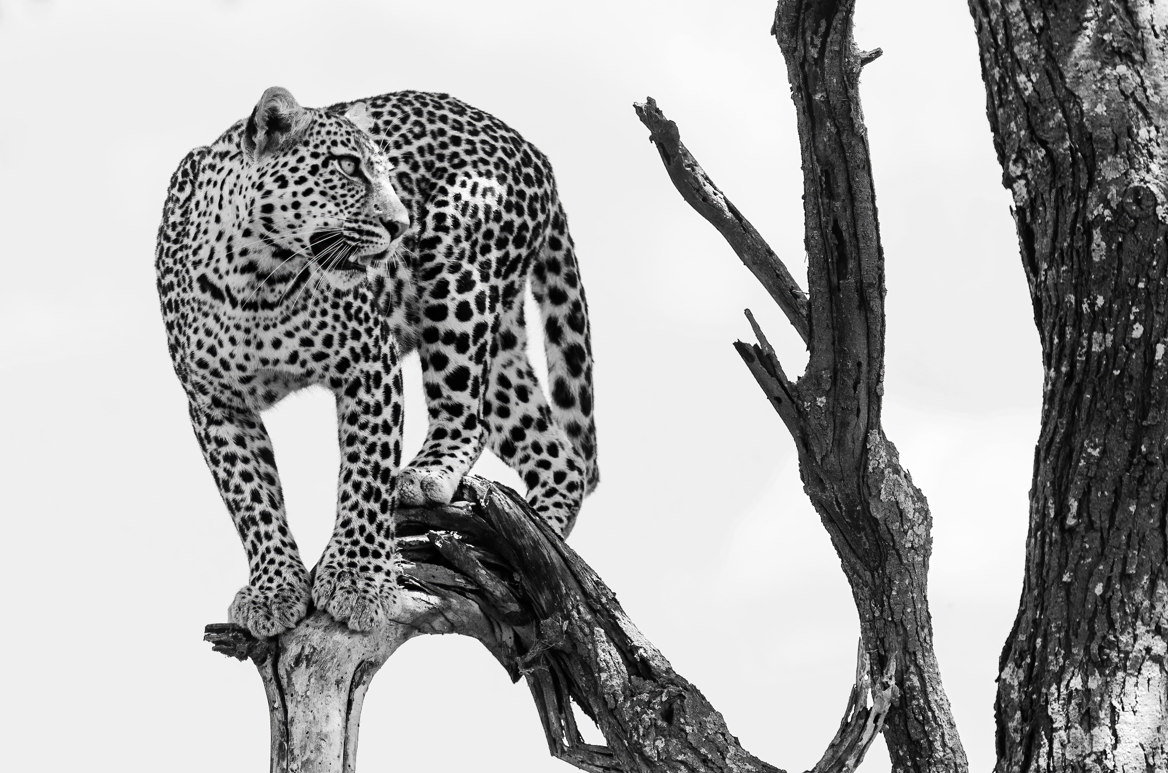 Leopard