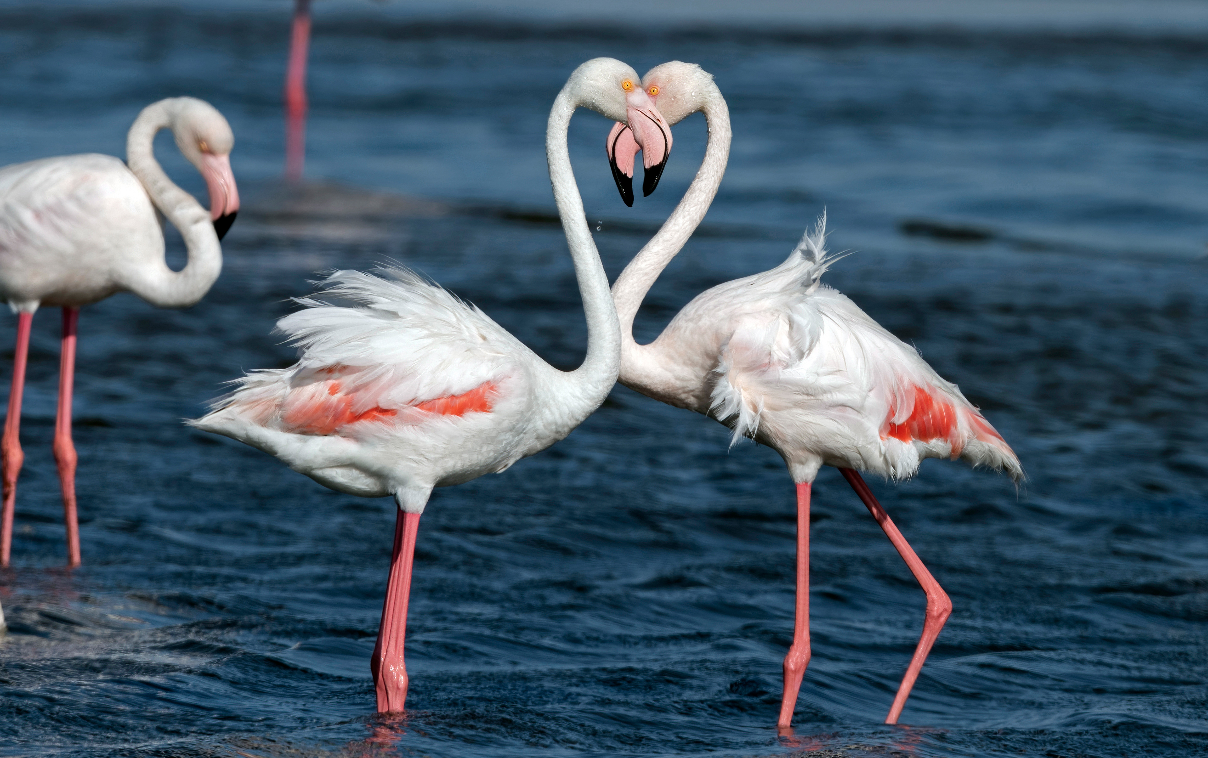 Greater flamingos