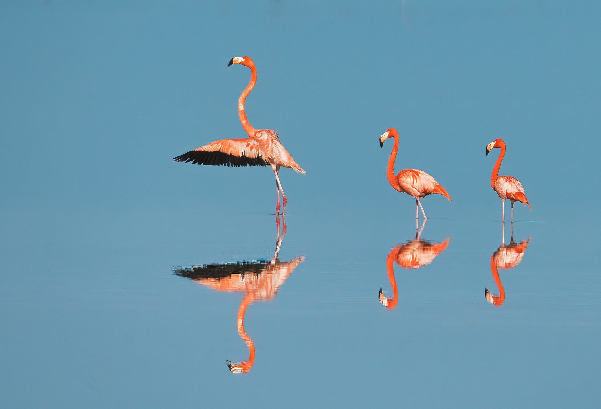American flamingo