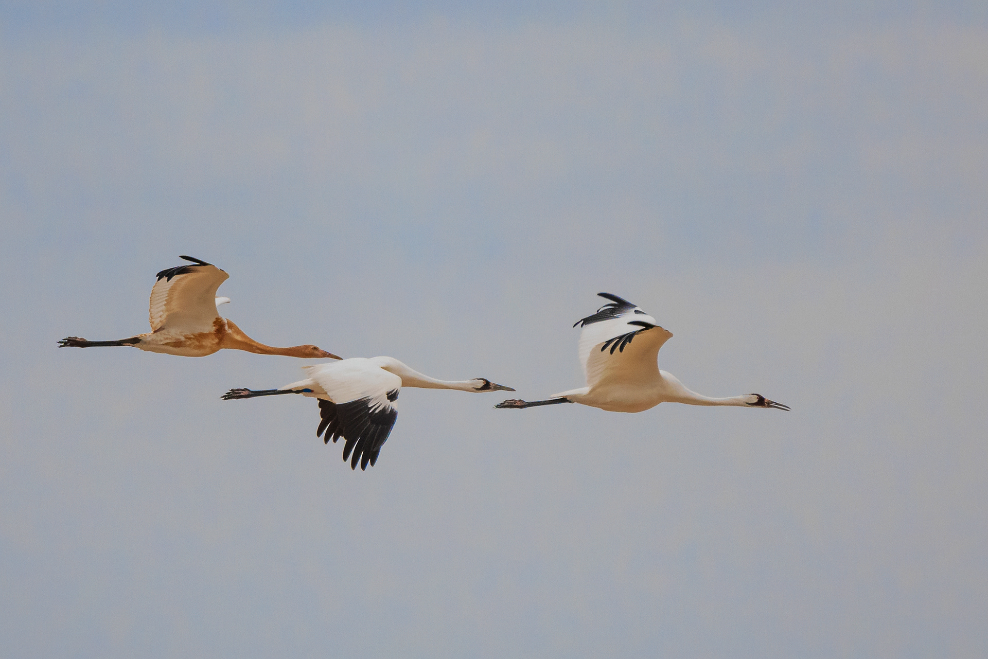 Whooping cranes