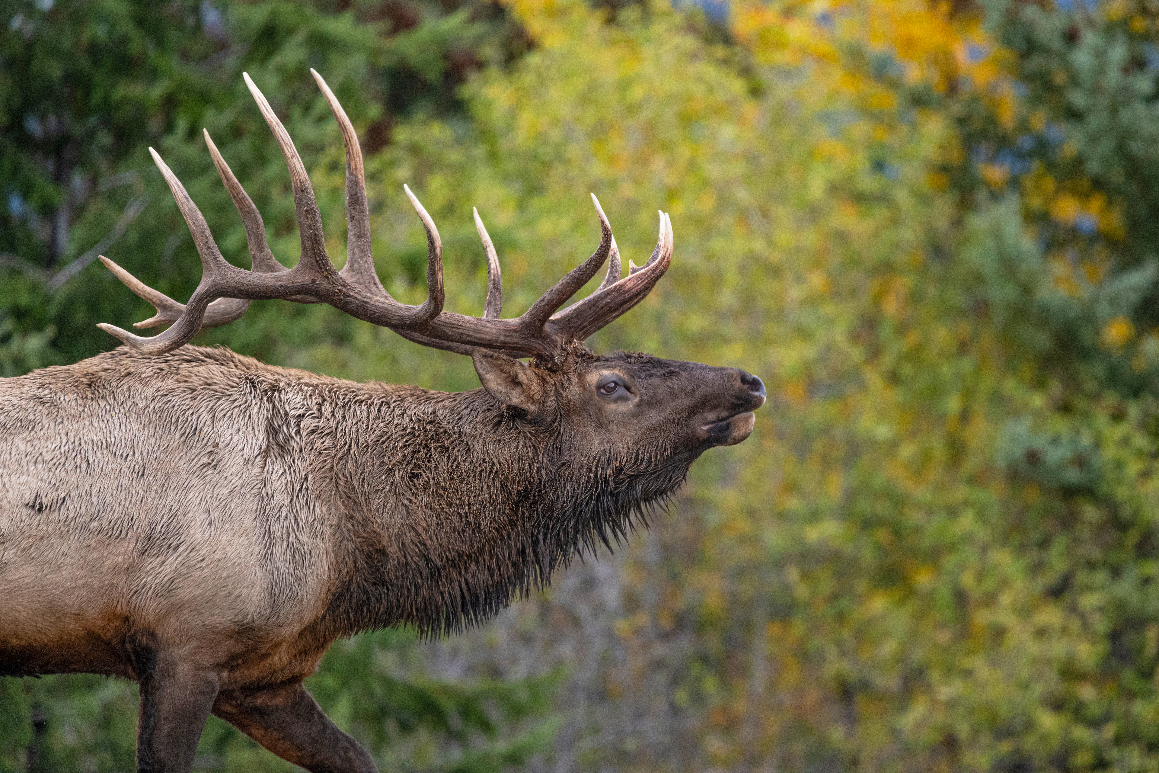 Bull elk