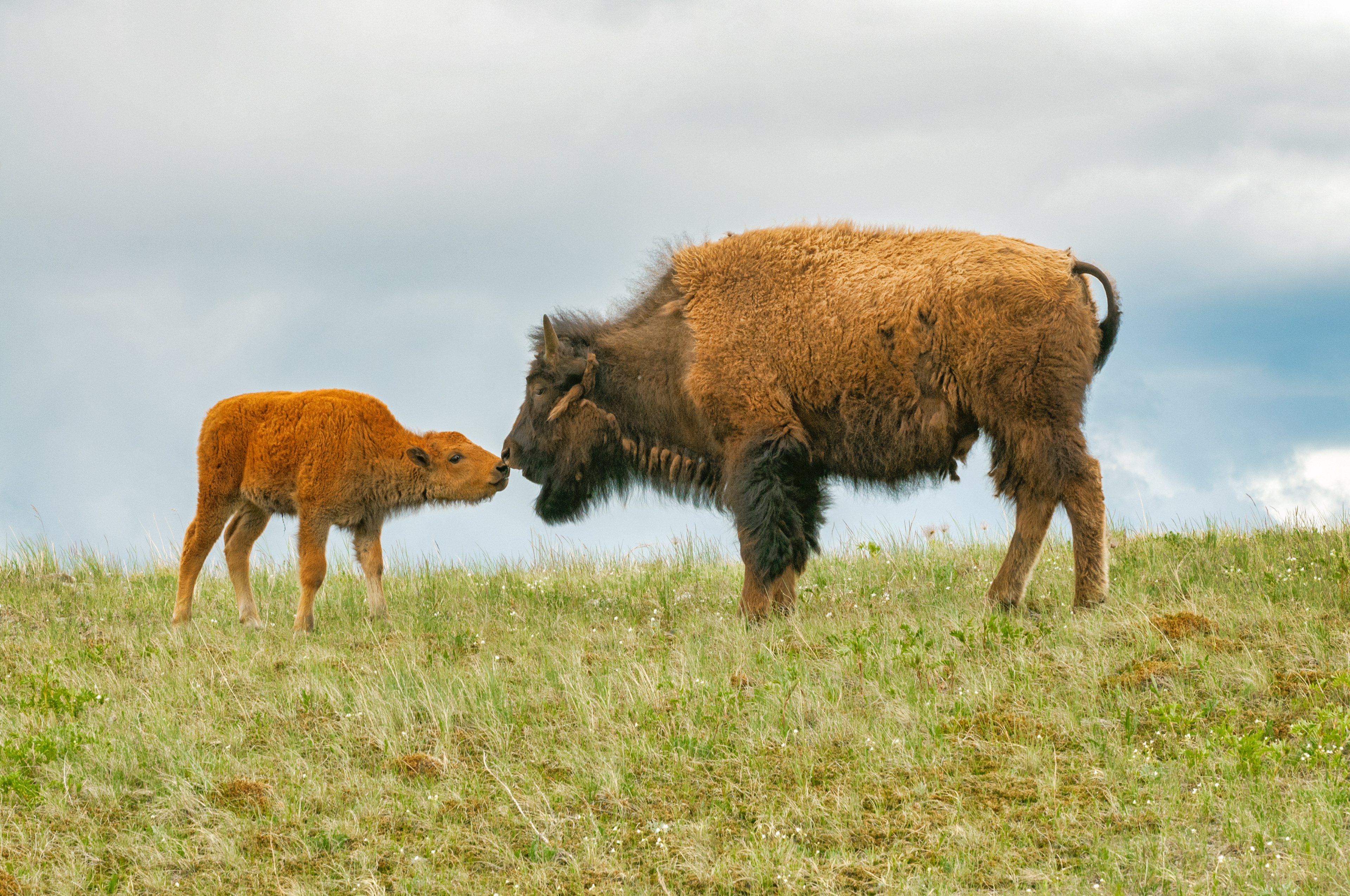 Bison 
