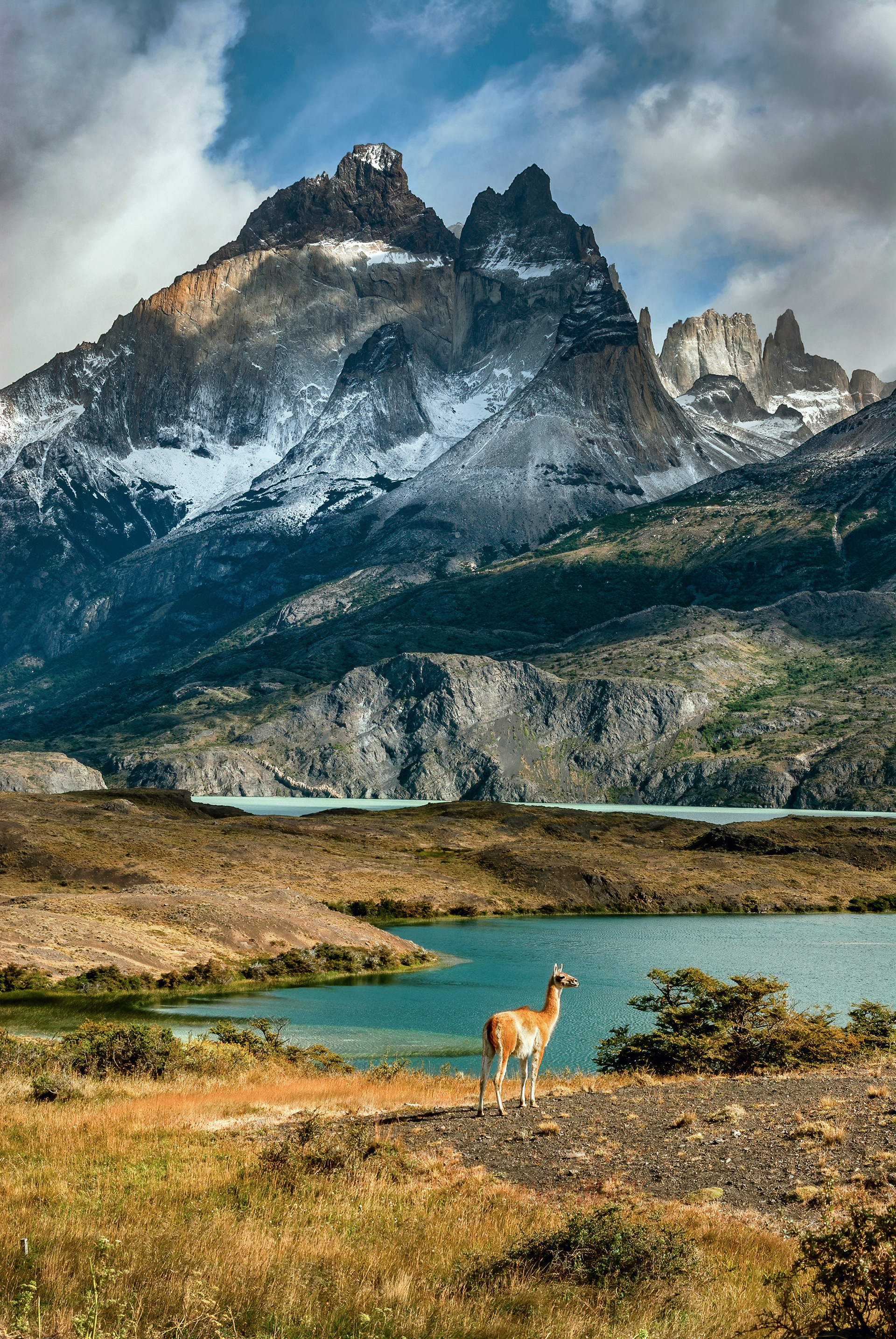 Guanaco
