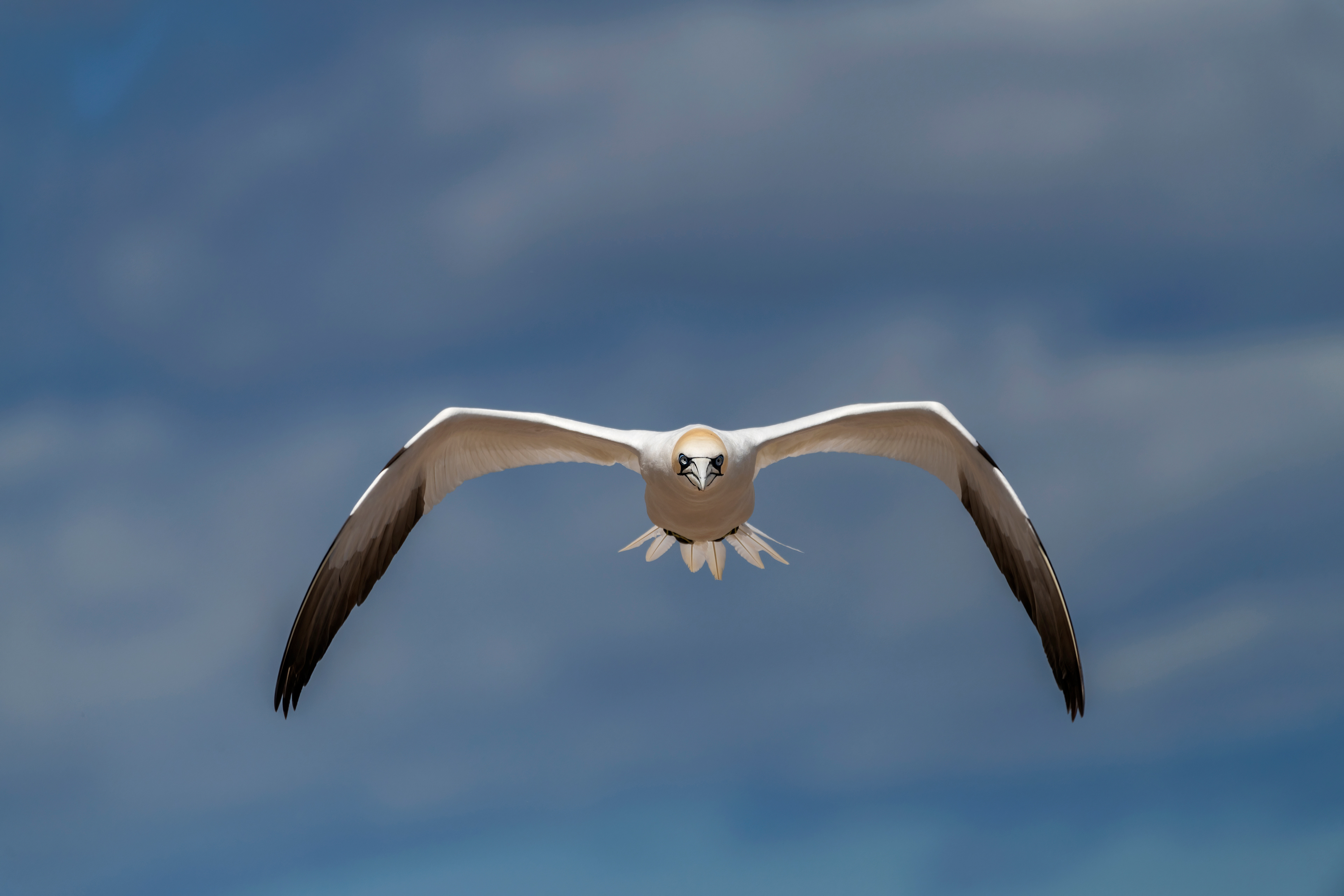 Northern gannet