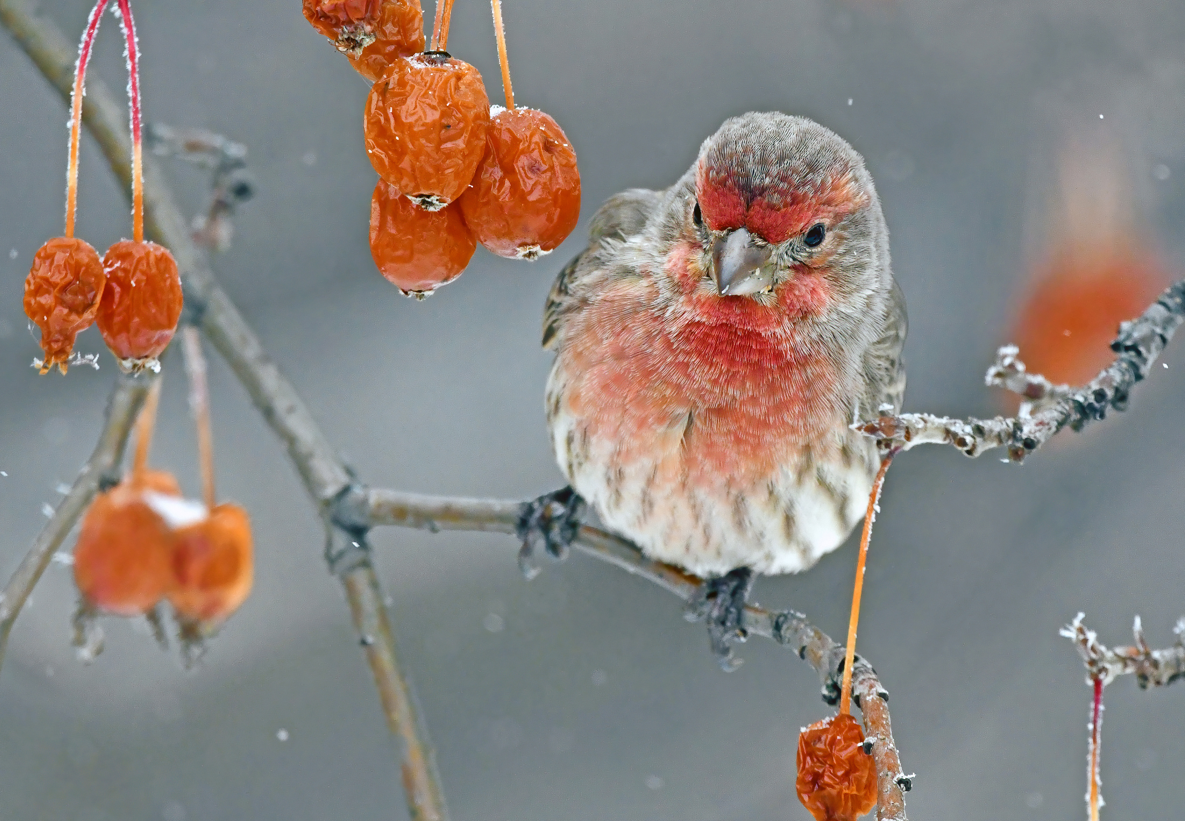 House finch