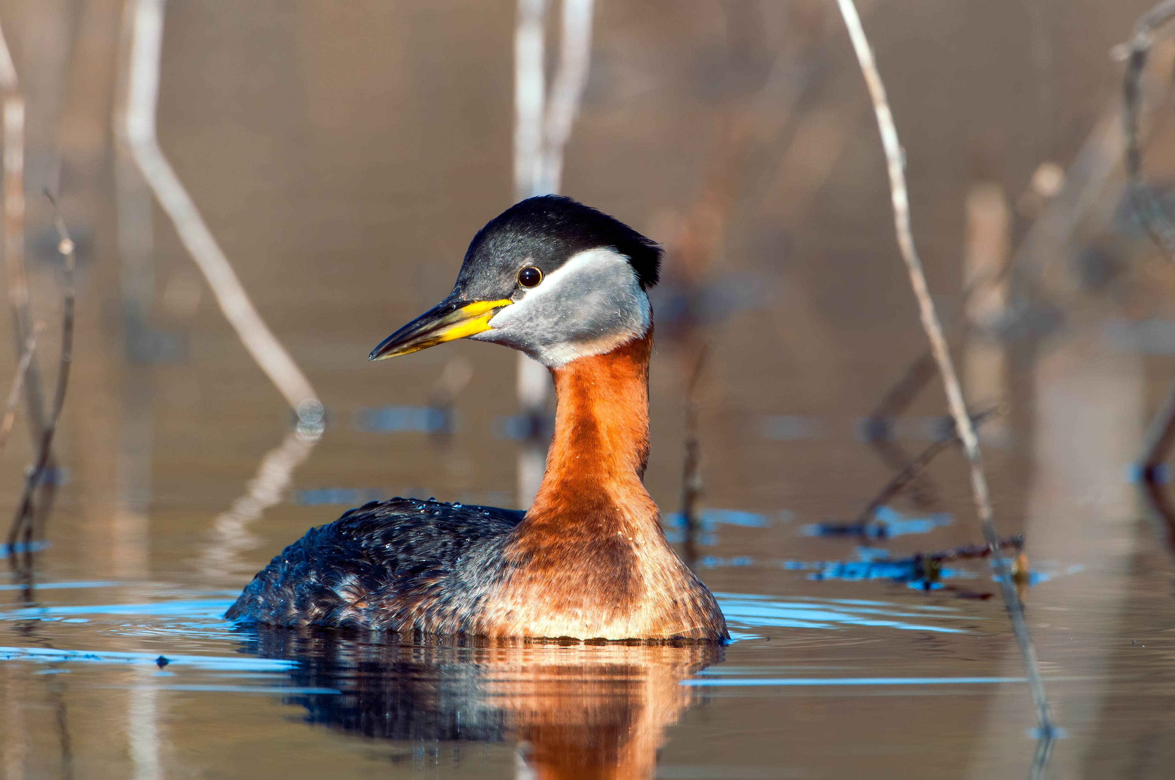 Red-necked grebe