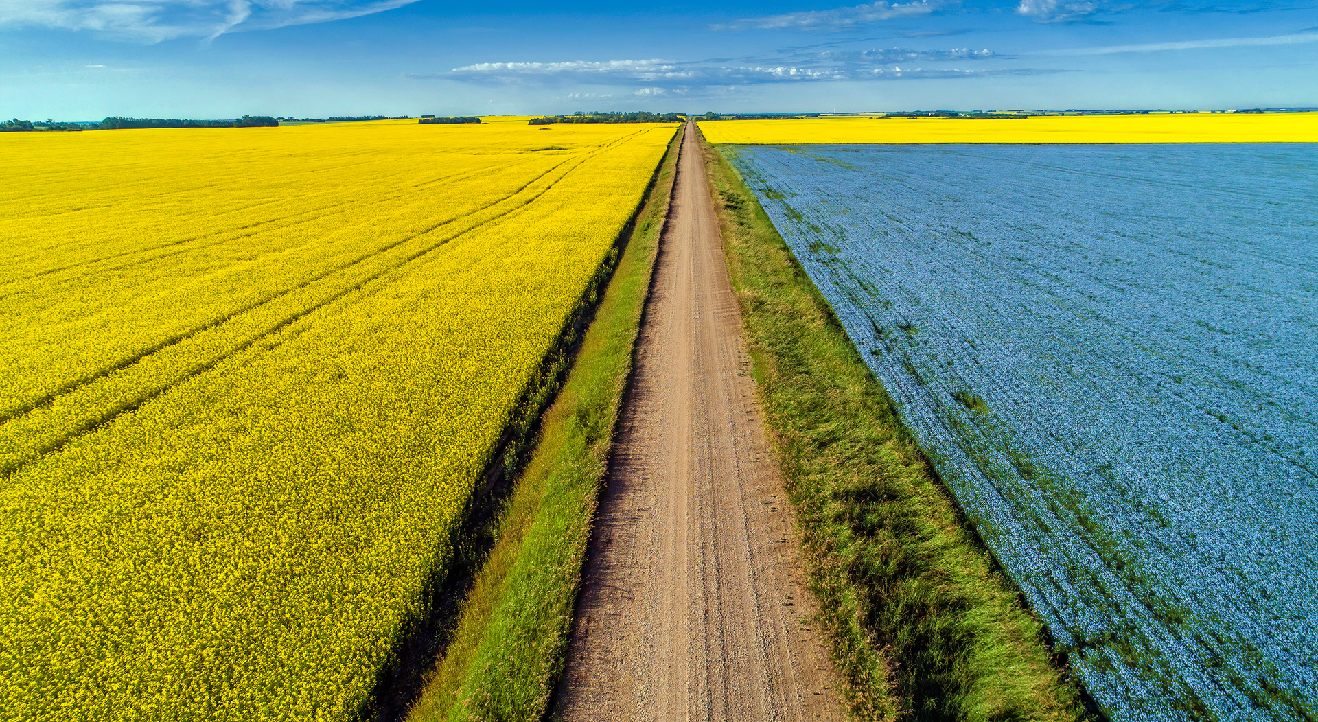 Canola and flax fields