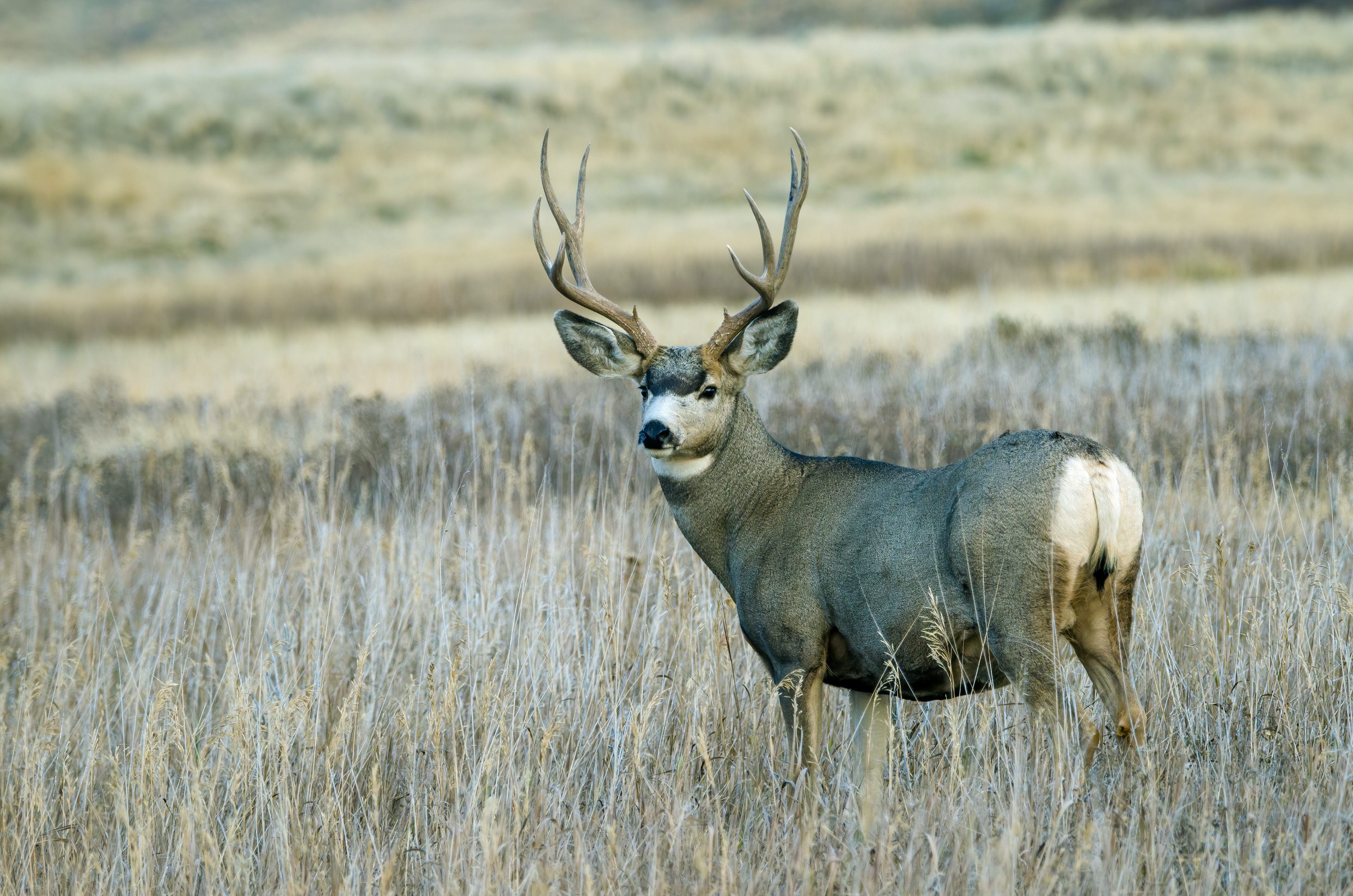 Mule deer buck