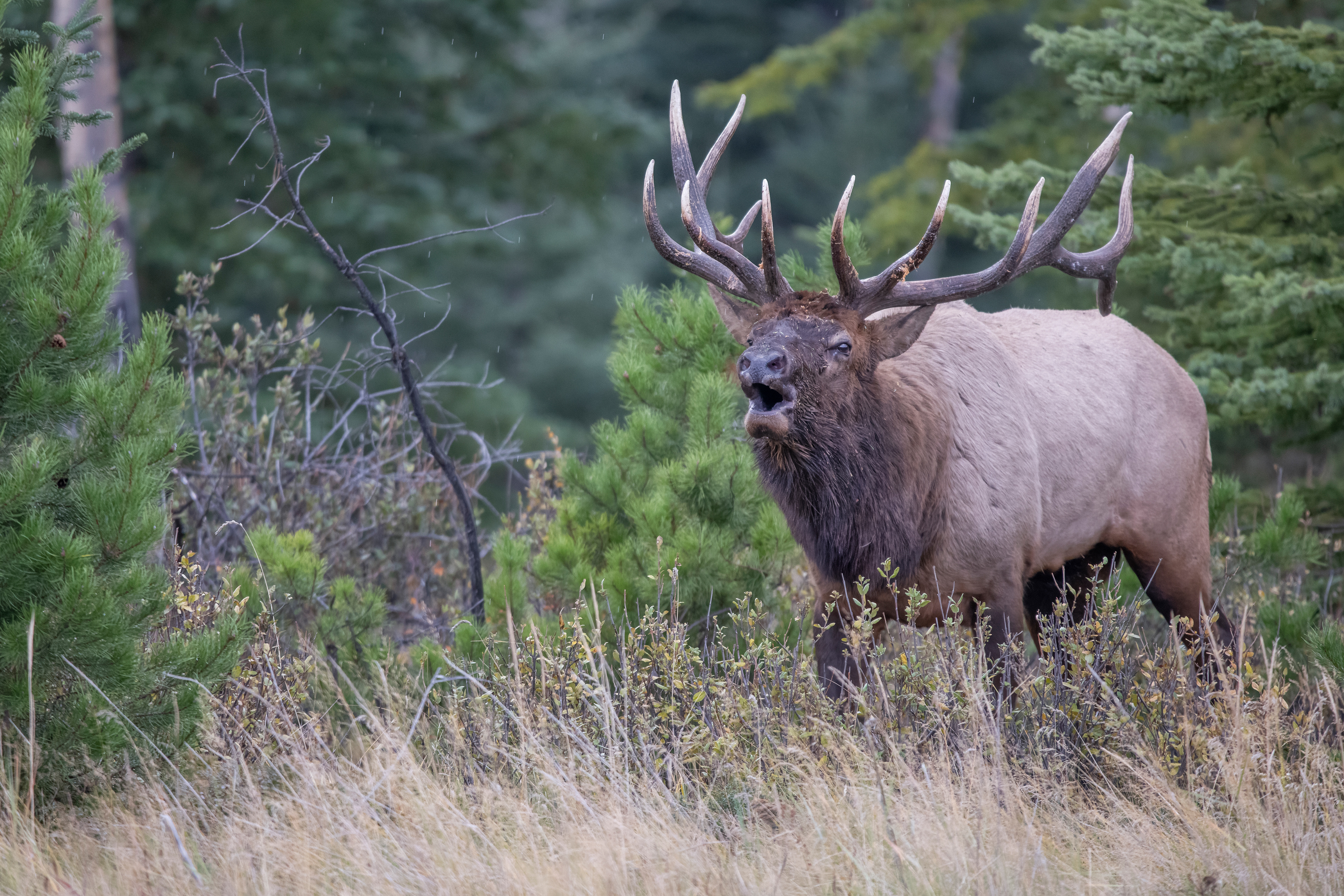 Bull elk