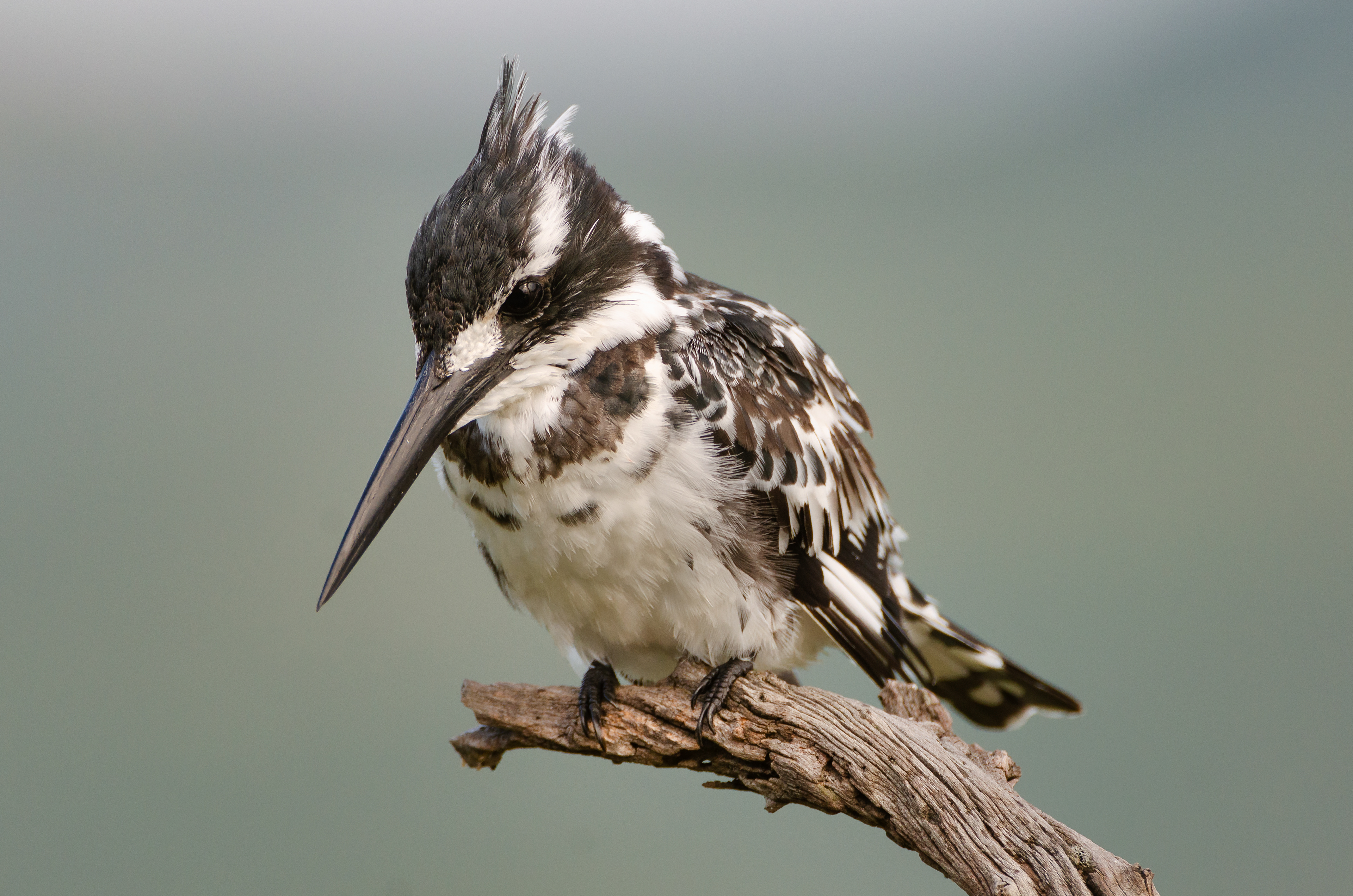 Pied kingfisher