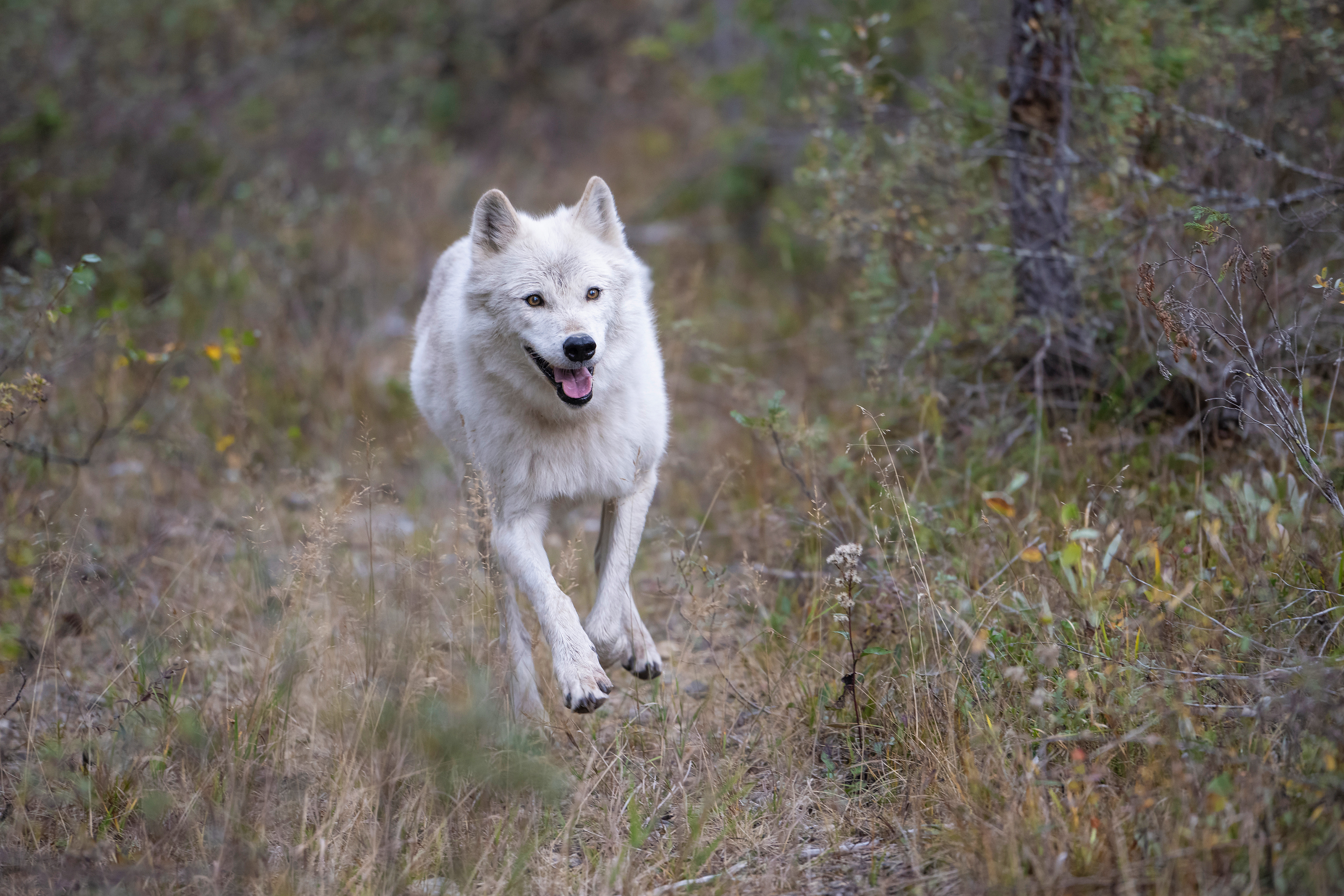 Wolf 