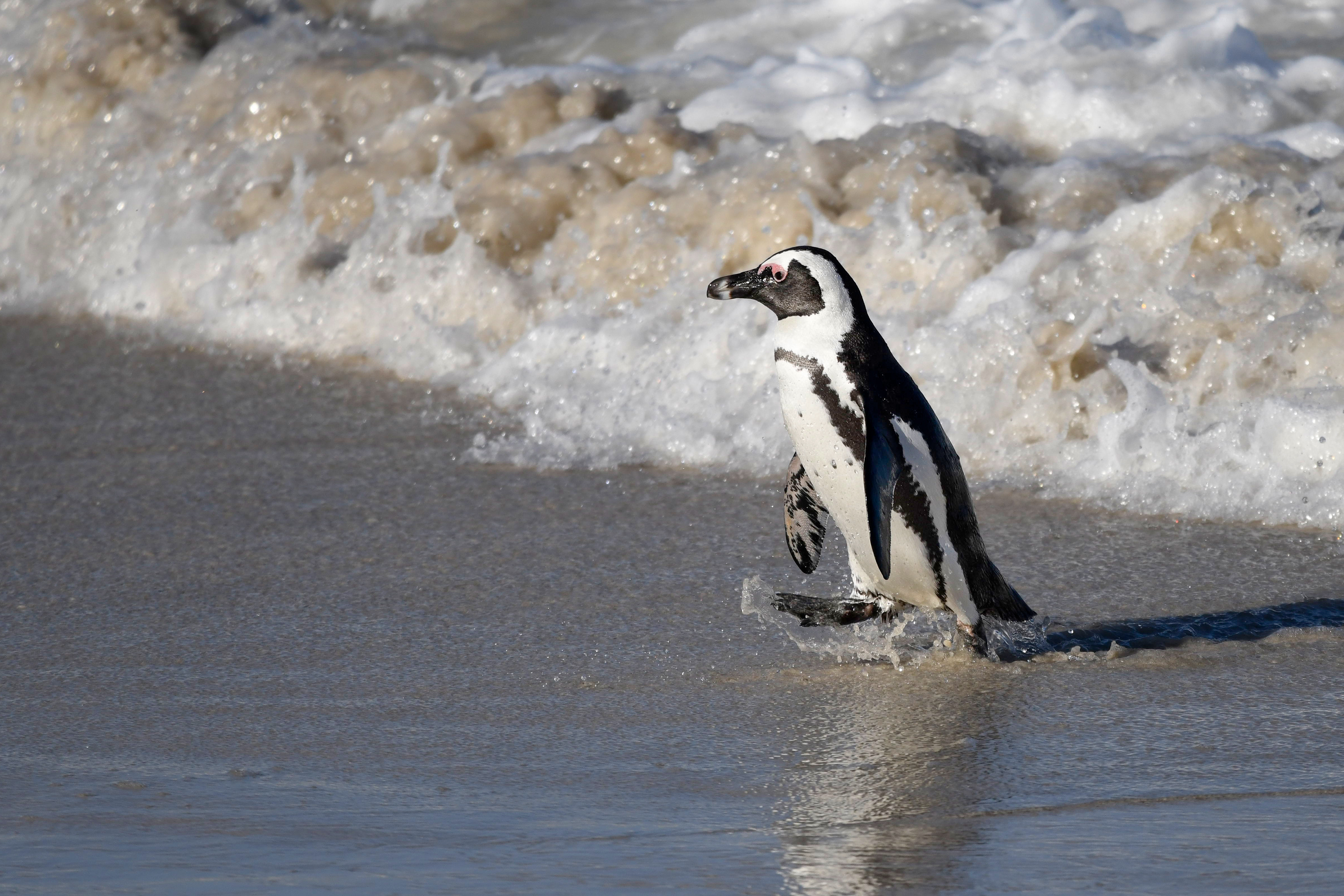 African penquin