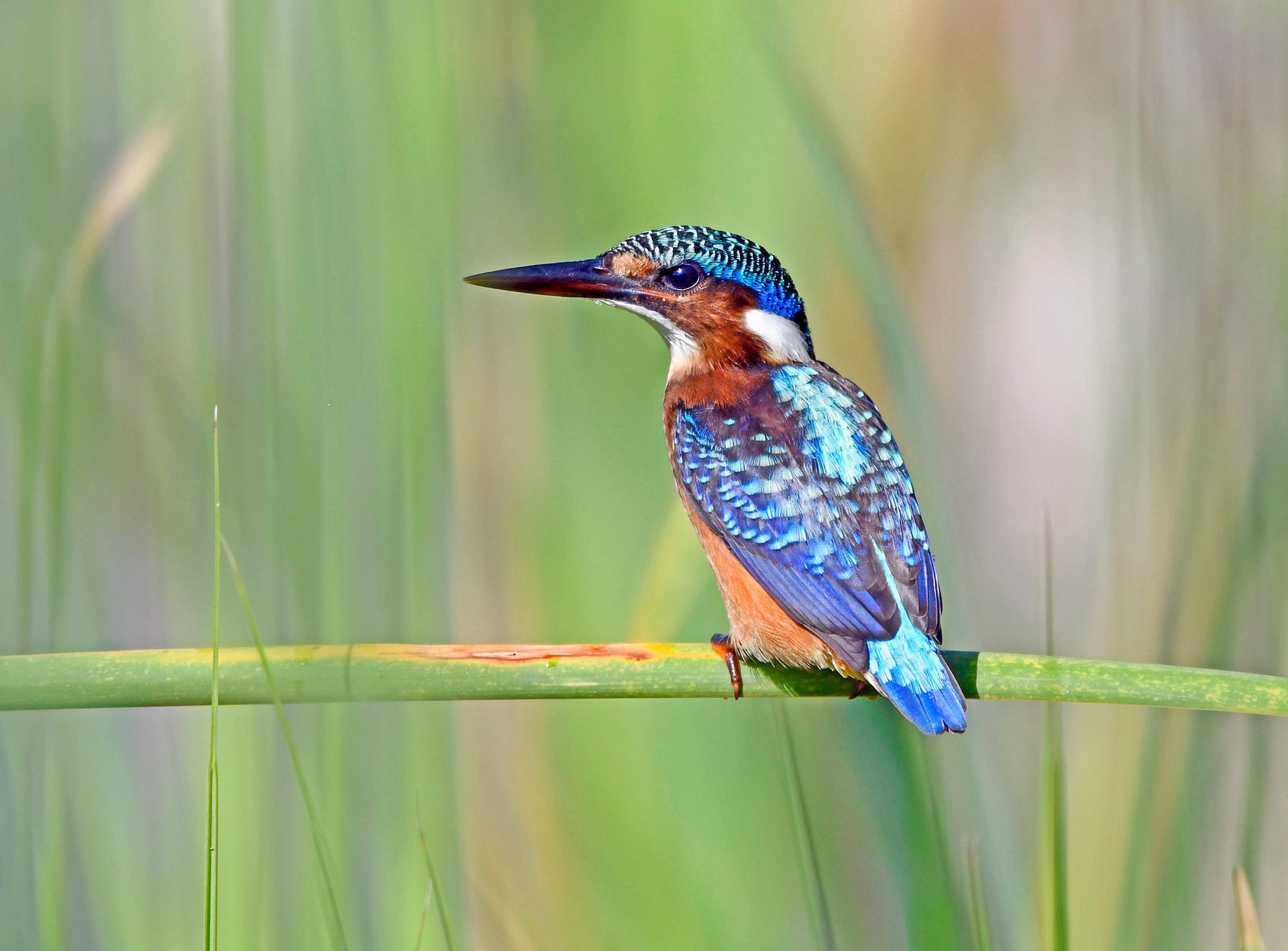 common kingfisher