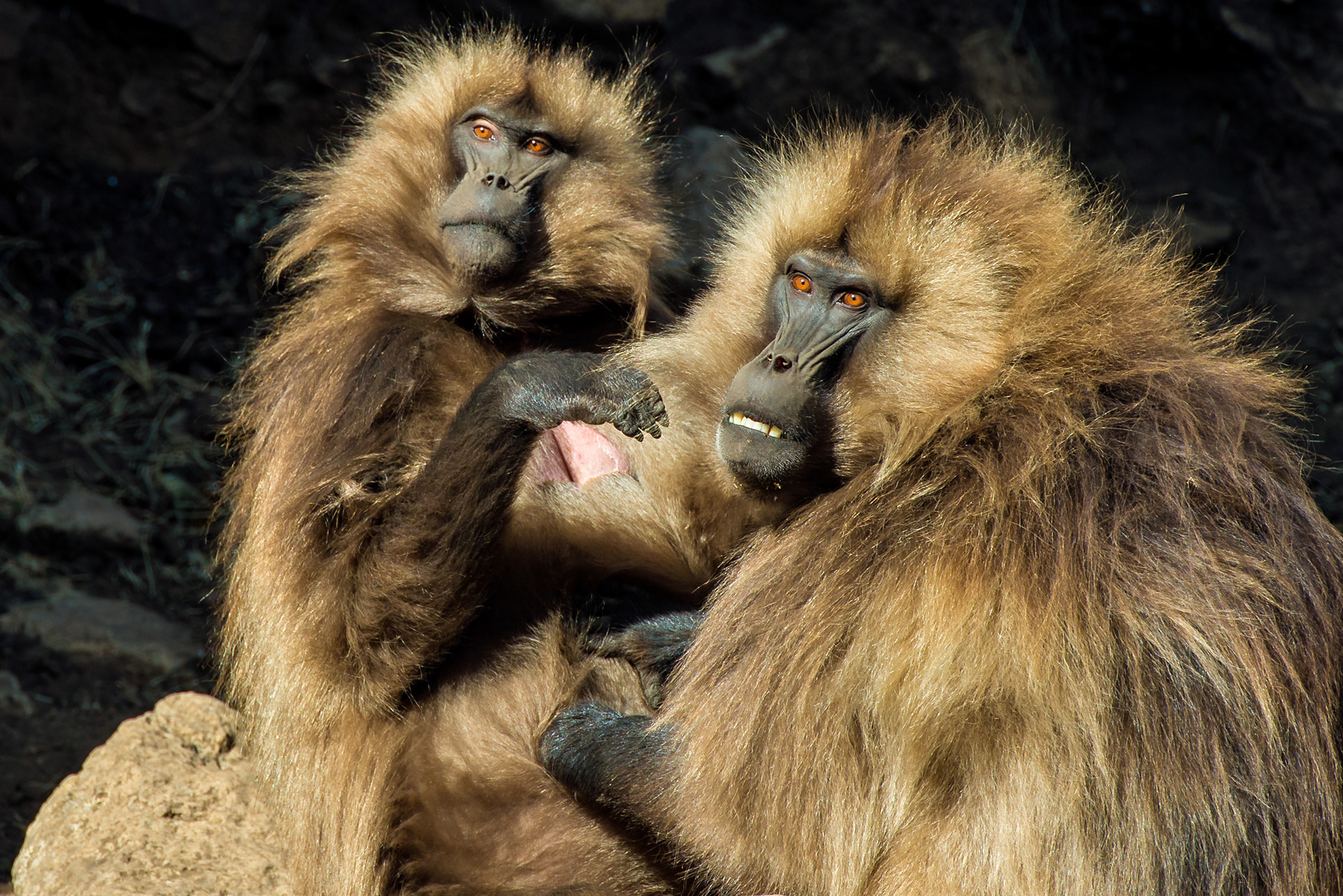Gelada baboons