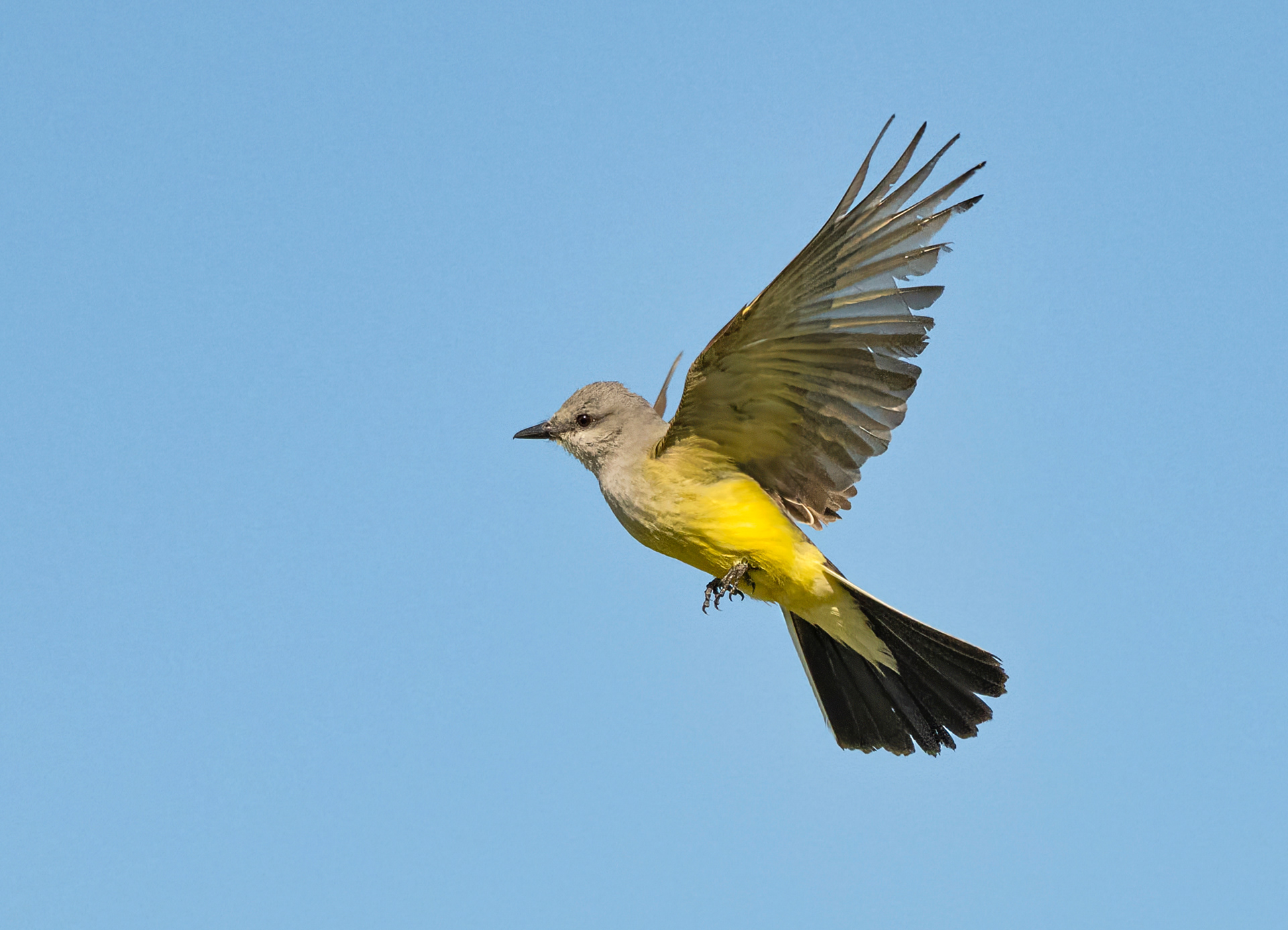 Western kingbird