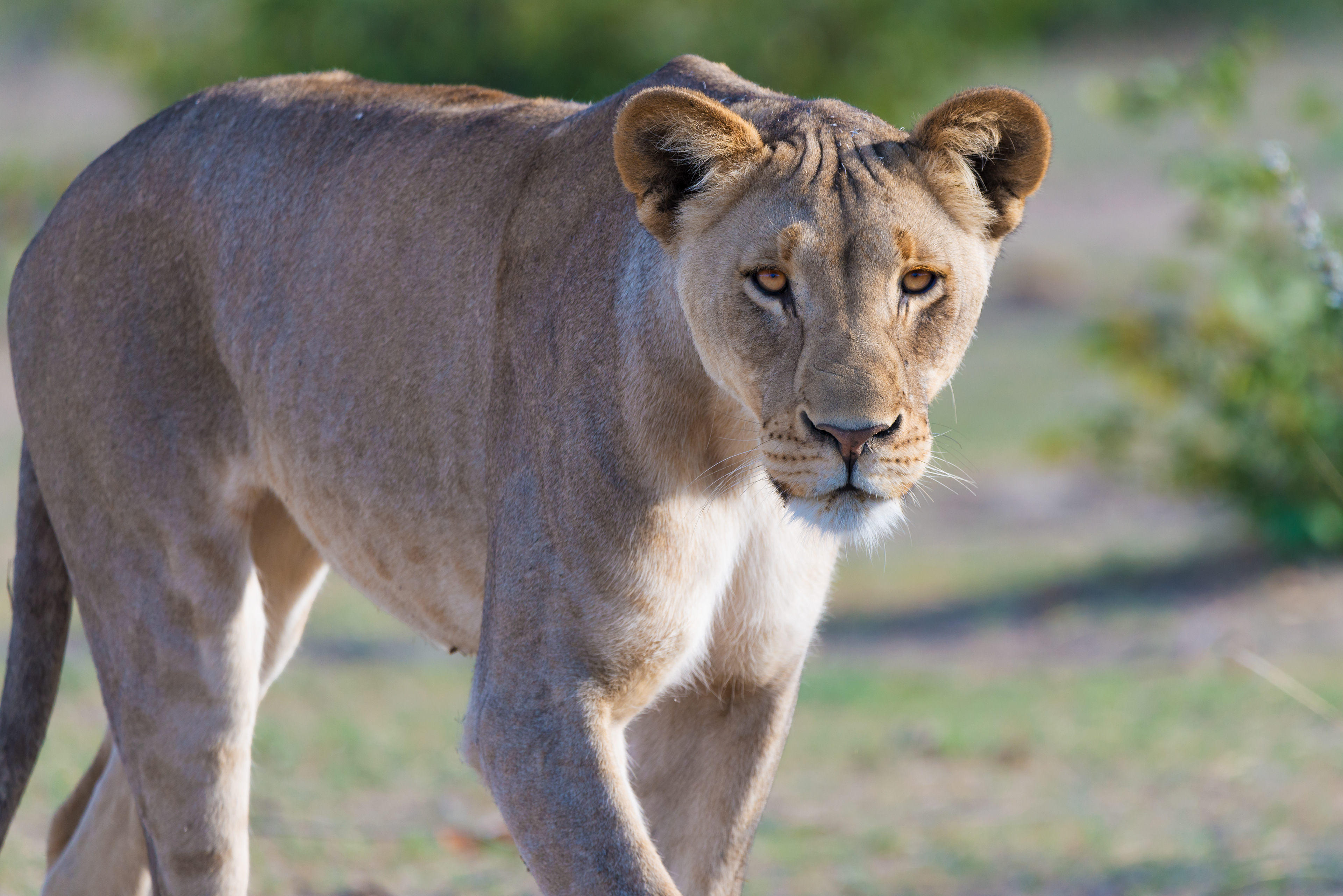 Lion