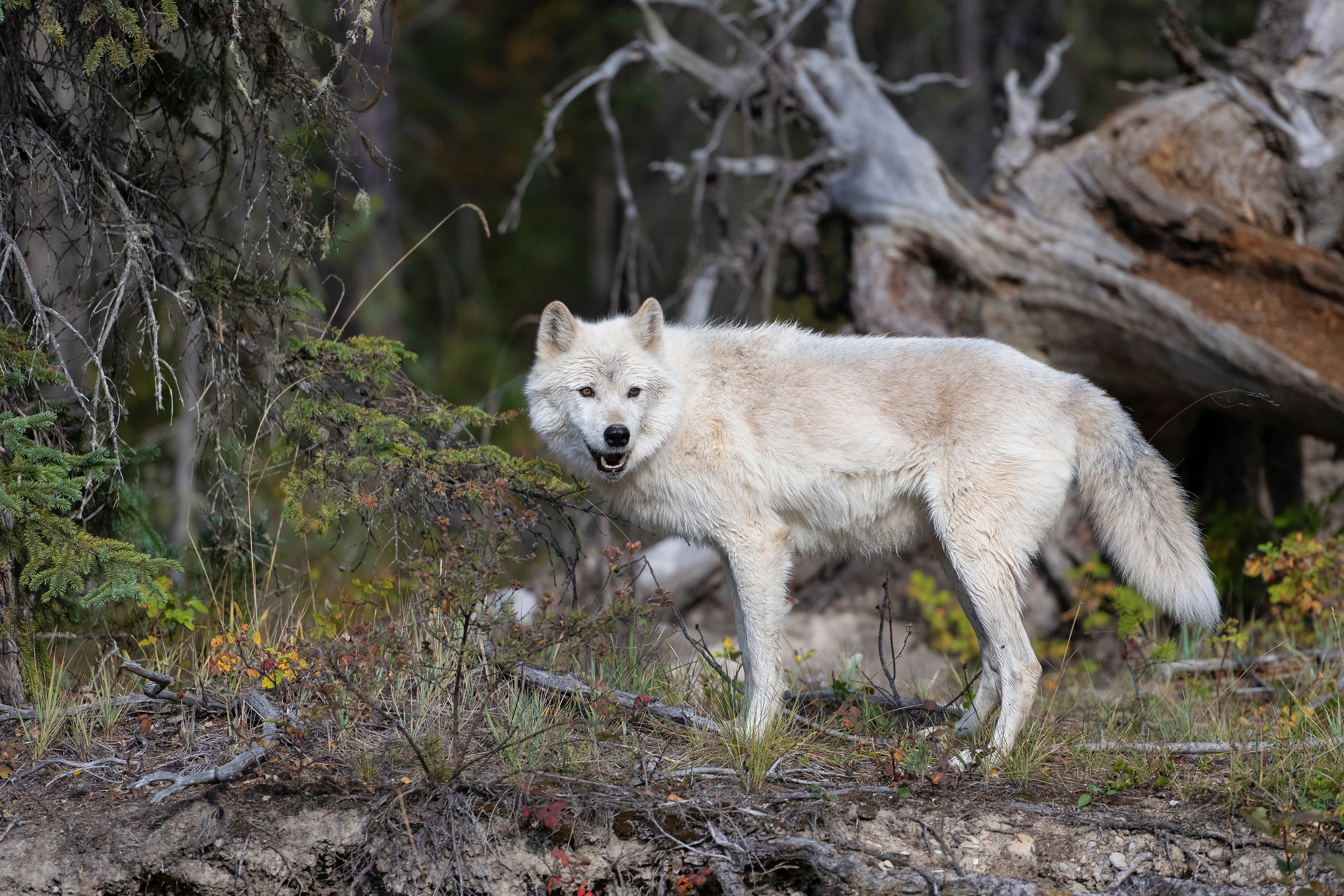 Wolf