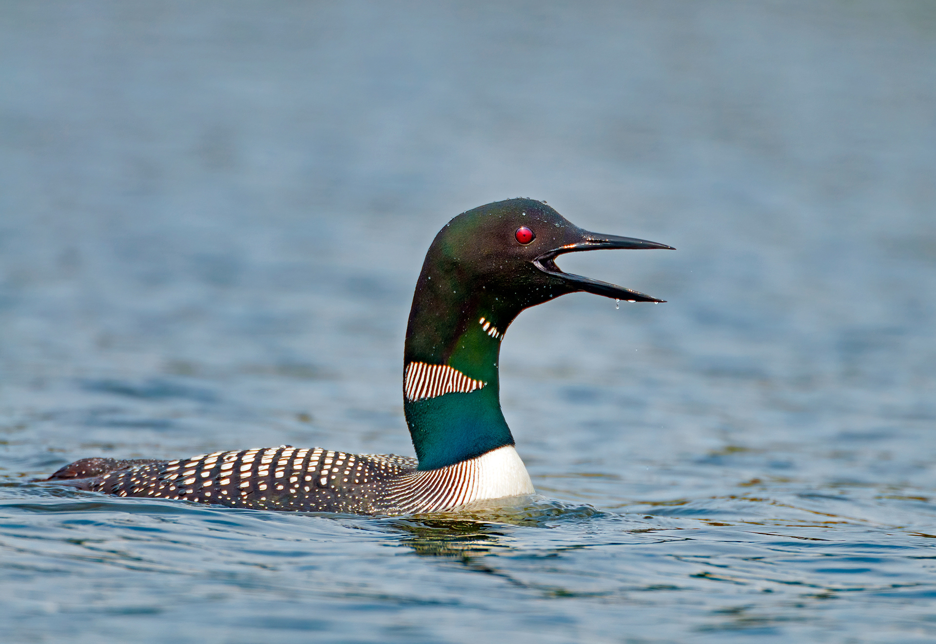 Common loon