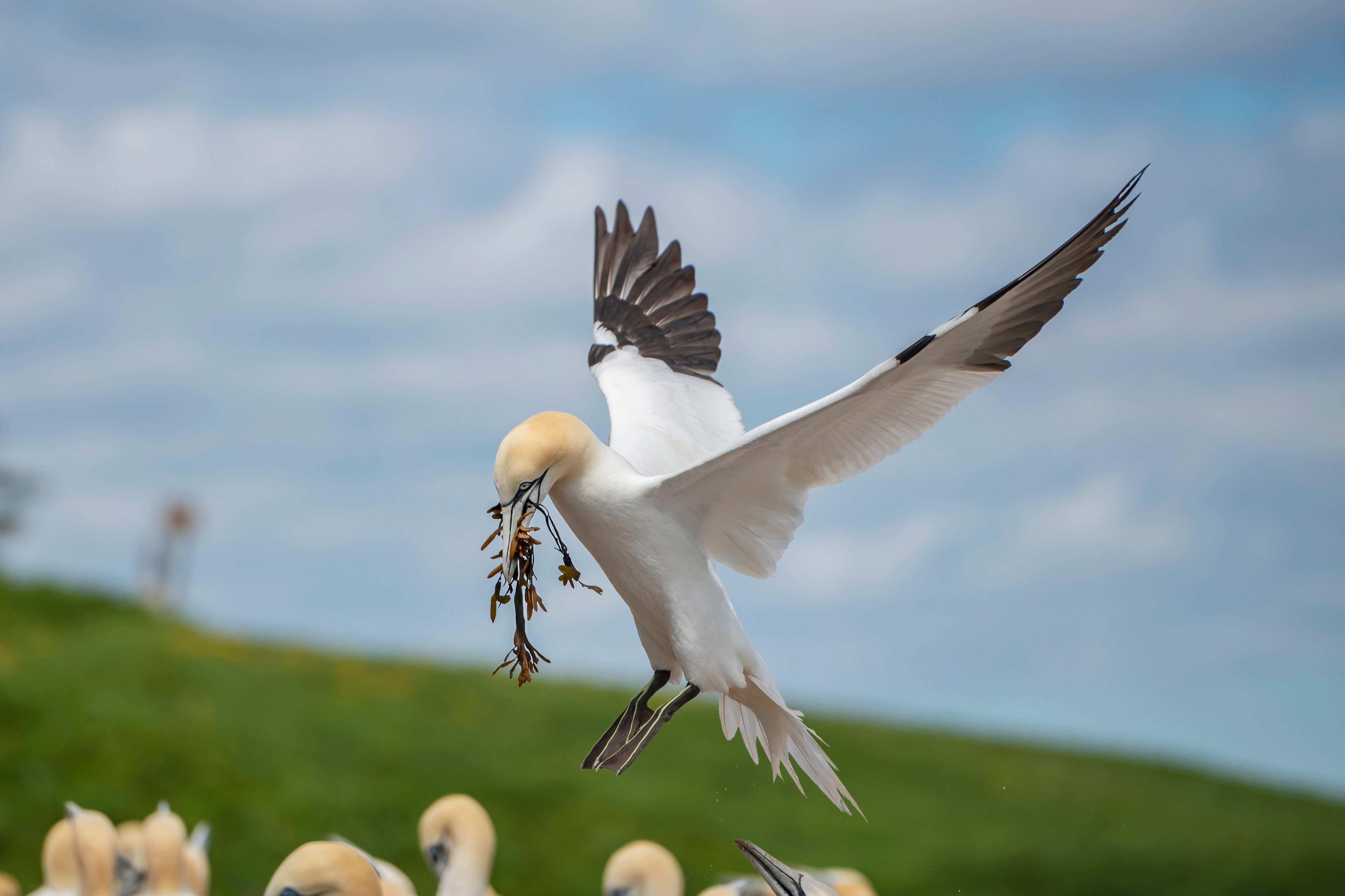 Northern gannet