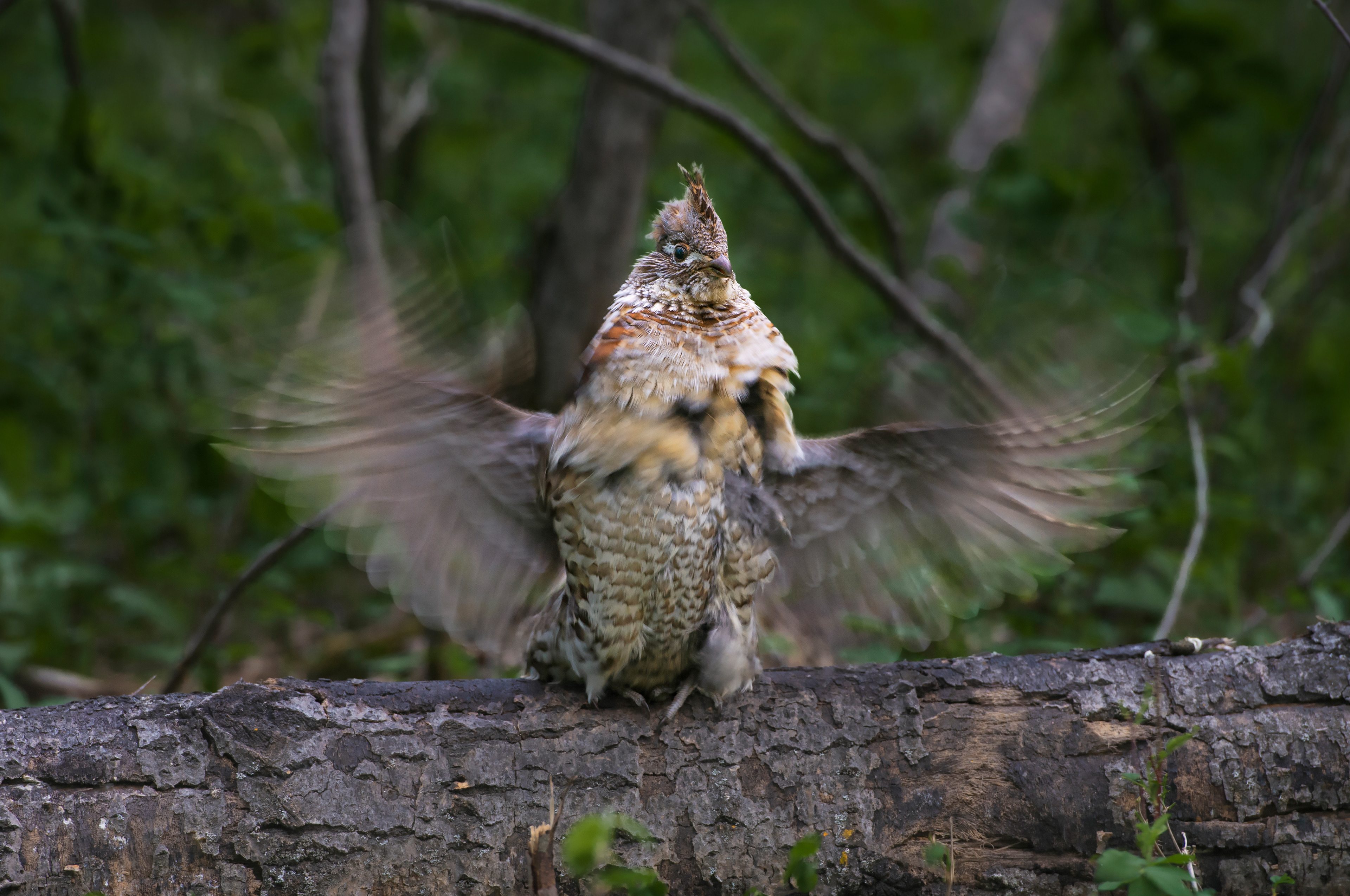 Ruffed grouse