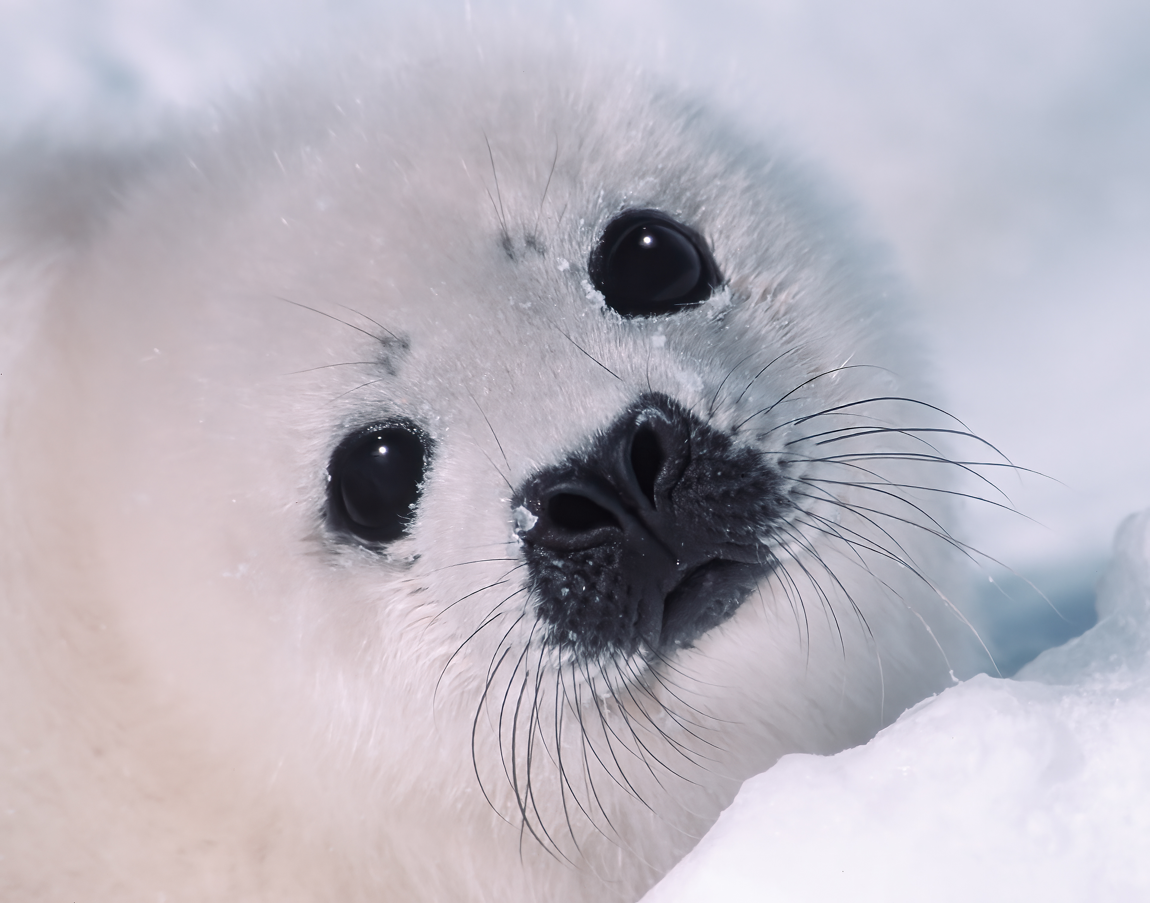 Harp seal