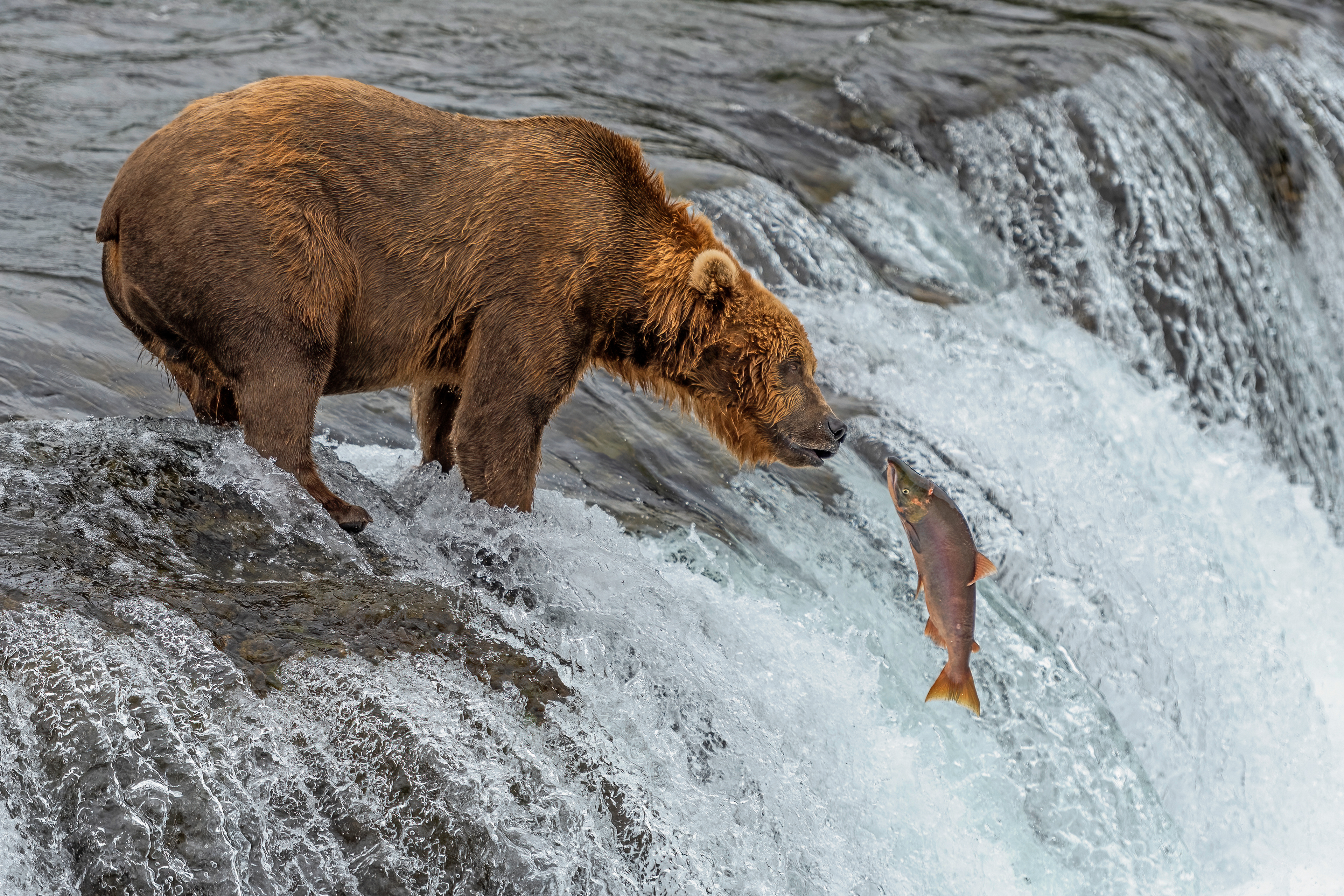 Alaskan Bown Bear and salmon