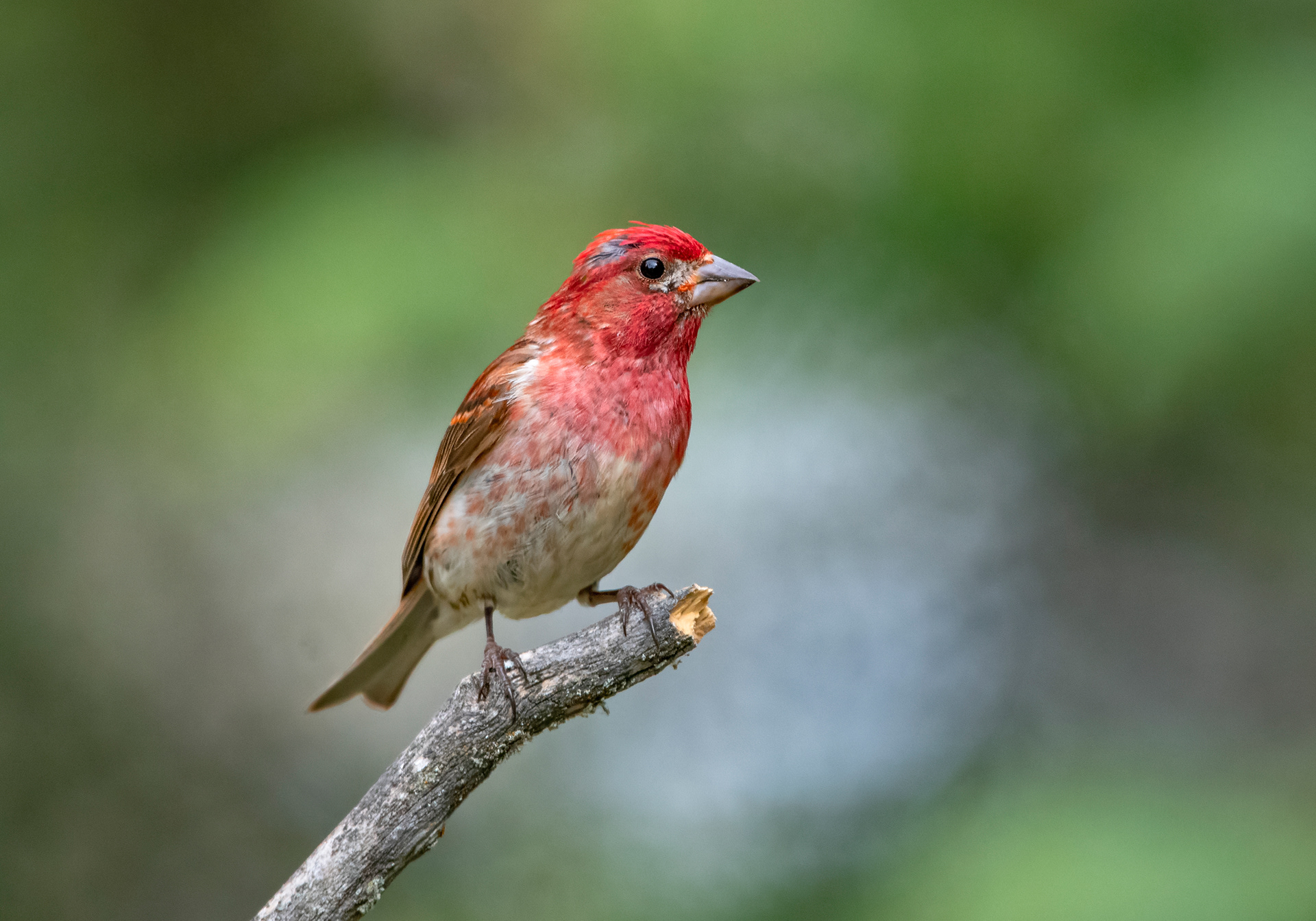 Purple finch