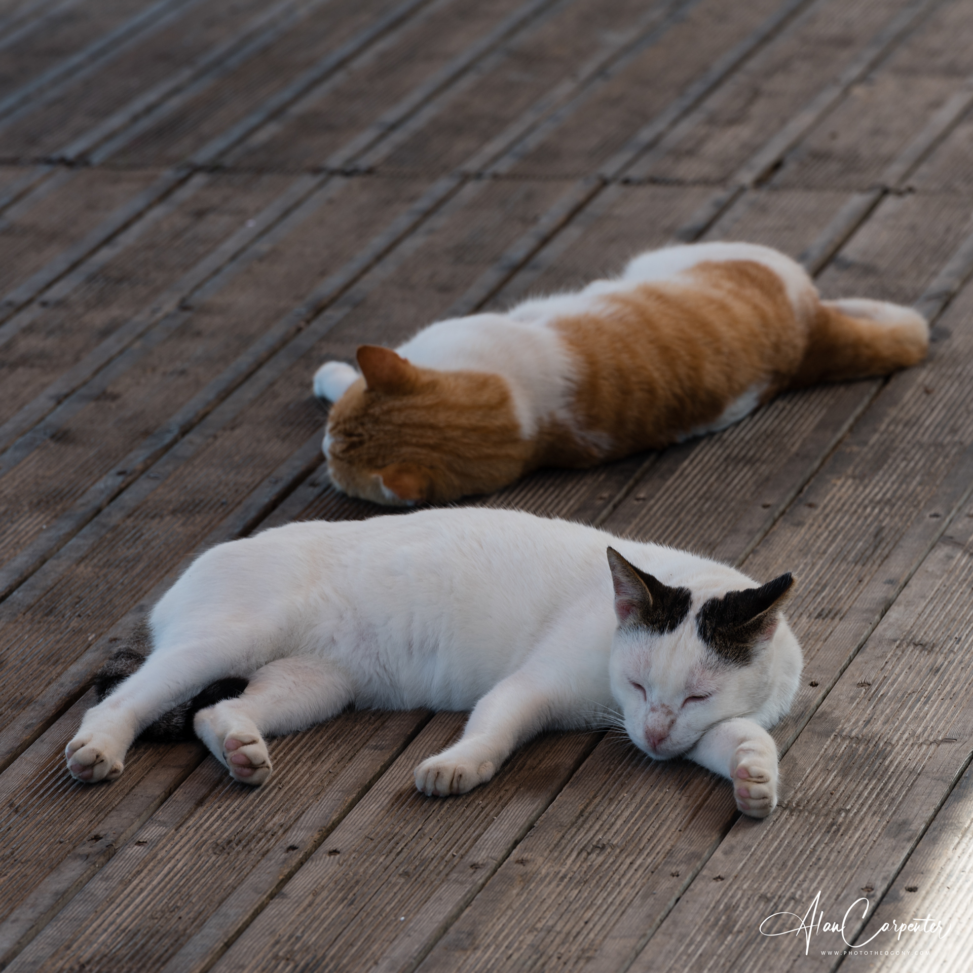 You’ll find cats everywhere on Lefkada and the nearby islands — stretching in the sun, curling up in doorways, and winning hearts wherever they go