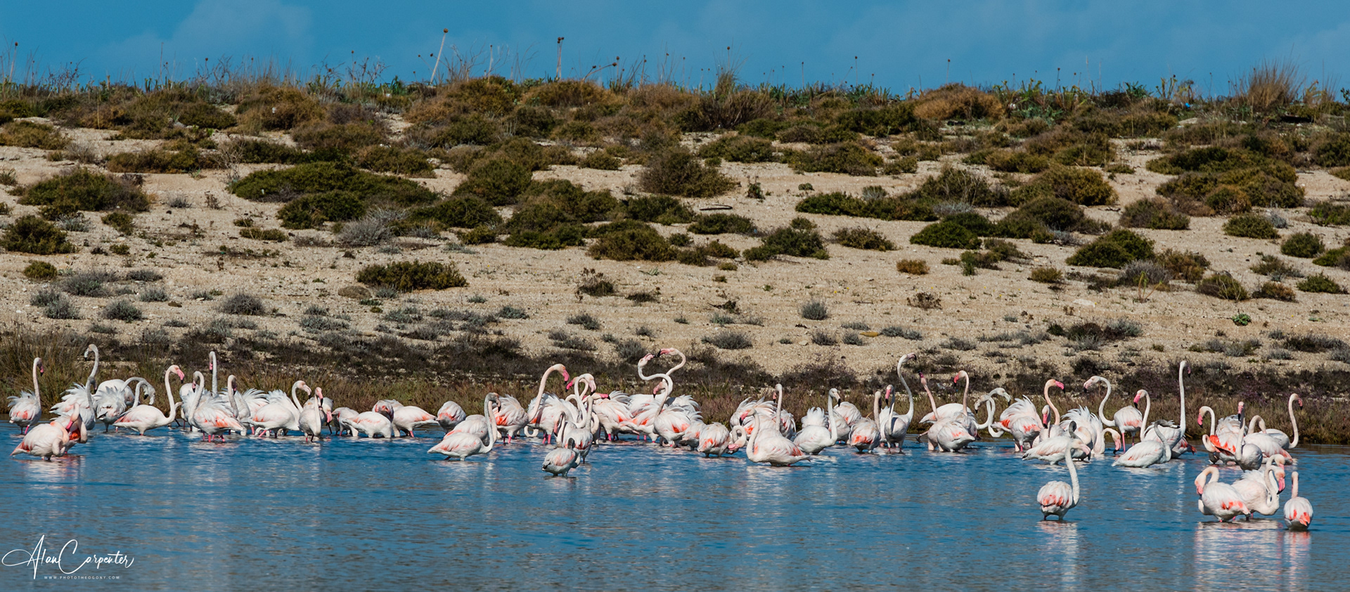 Flamingo lagoon - just off the island