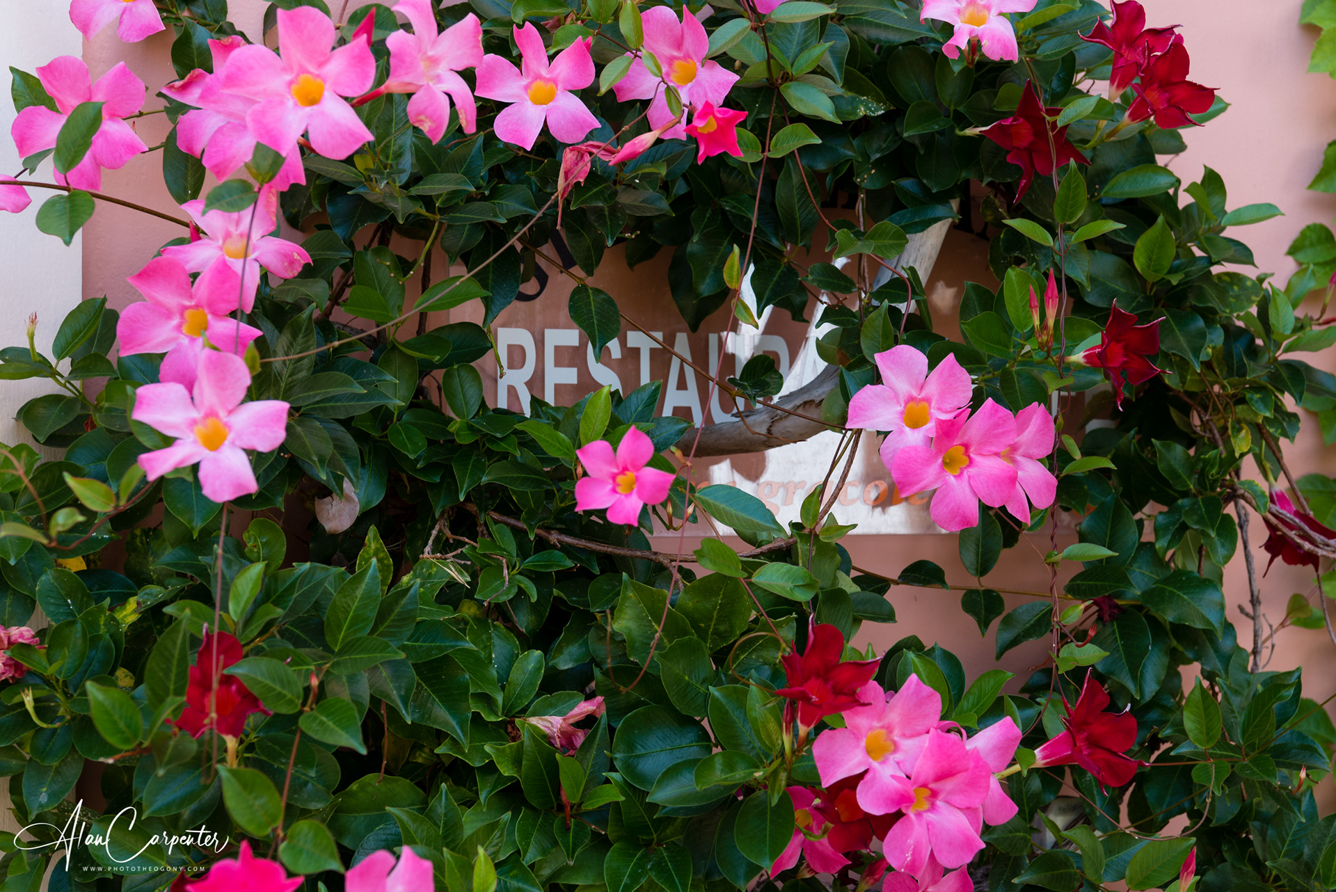 A warm welcome. Family tavernas framed with bright blooms — simple, local, and full of the easy charm you find across the island.