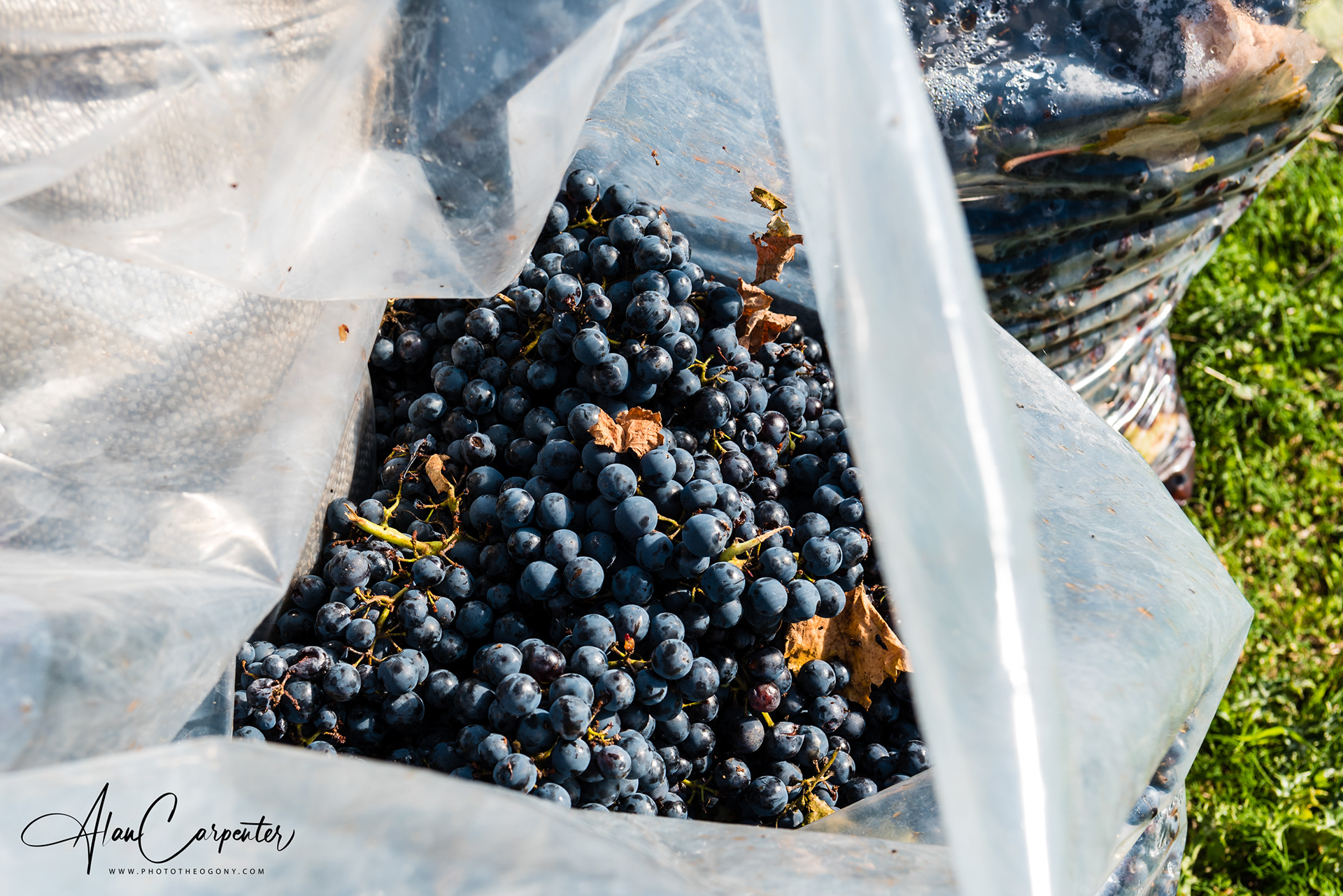 Away from the coast, Lefkada’s hills are filled with olive groves and vineyards — a gentle reminder that the island has deep roots and real flavour