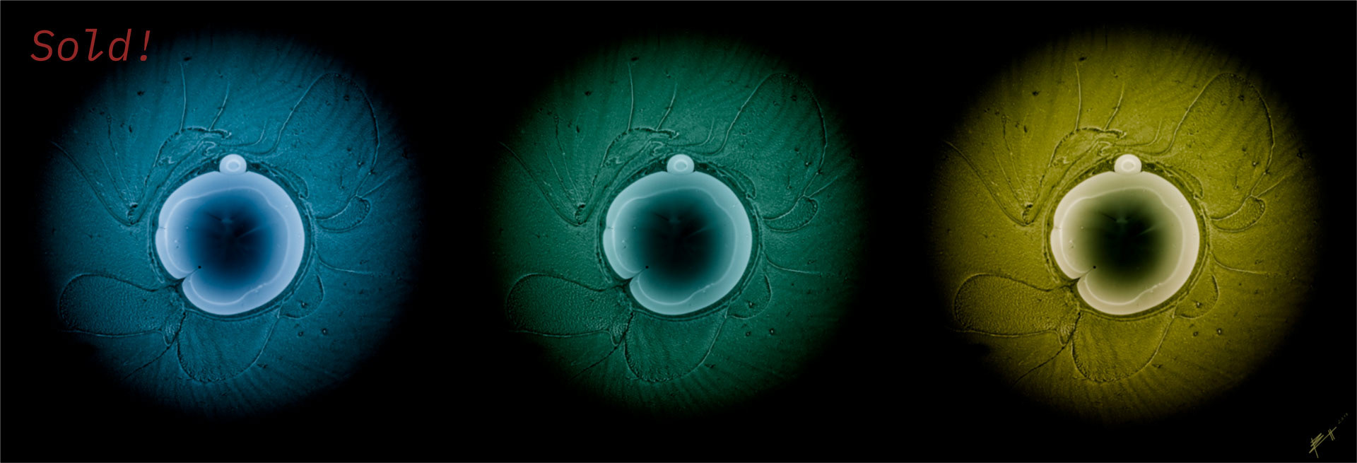 Meduse X - 2019 - Acryl/Abgelichtet - Fine Art Print auf Alu Dibond - 55x20 - SOLD!