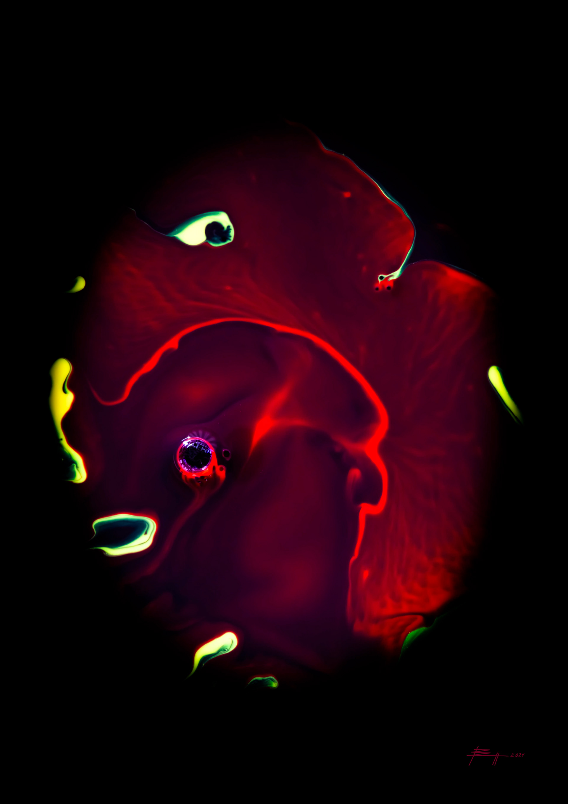 Parrotfish - 2019 - Acryl/Abgelichtet - Fine Art Print auf Alu Dibond - 40x60