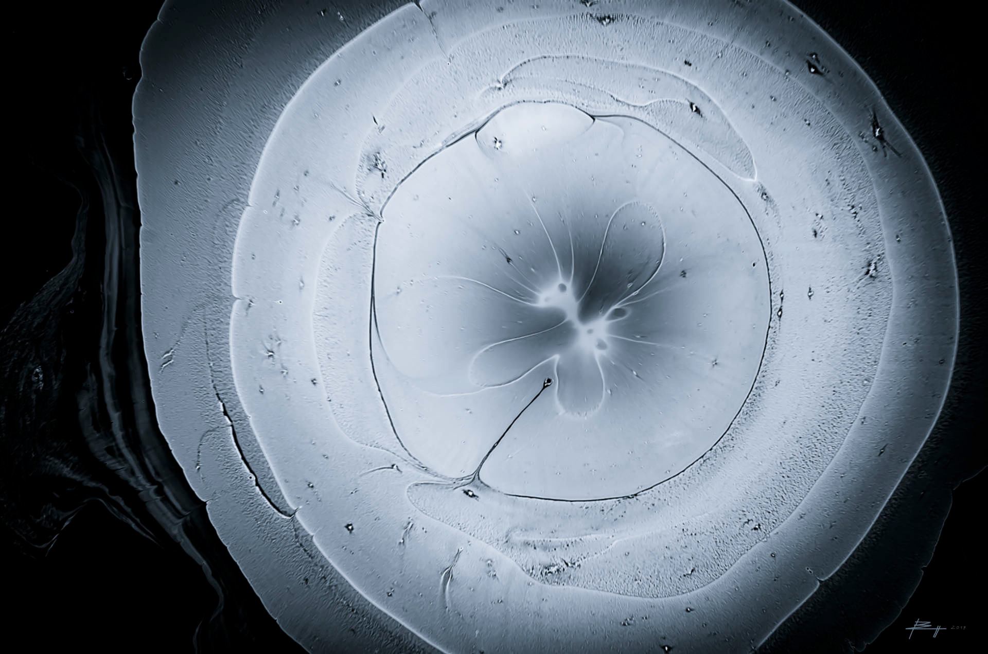 Meduse II - 2019 - Acryl/Abgelichtet - Fine Art Print auf Alu Dibond - 40x26,5