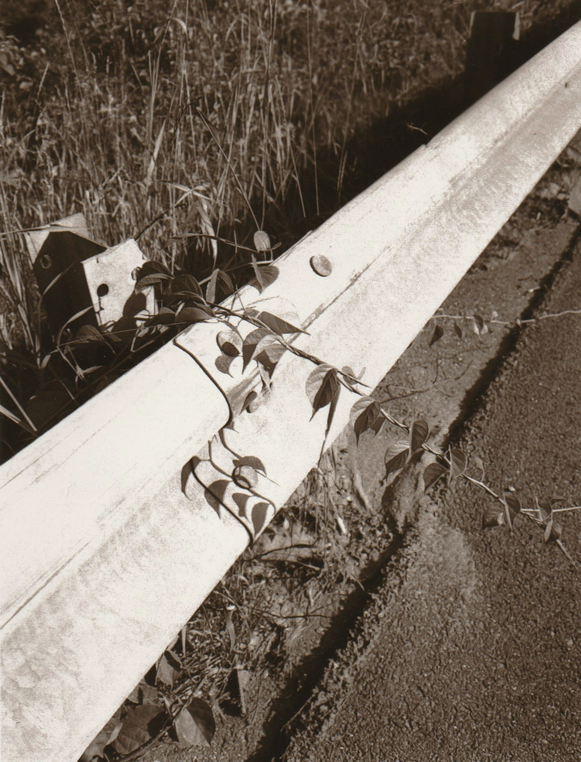 Carbon transfer print, Maine 2019.