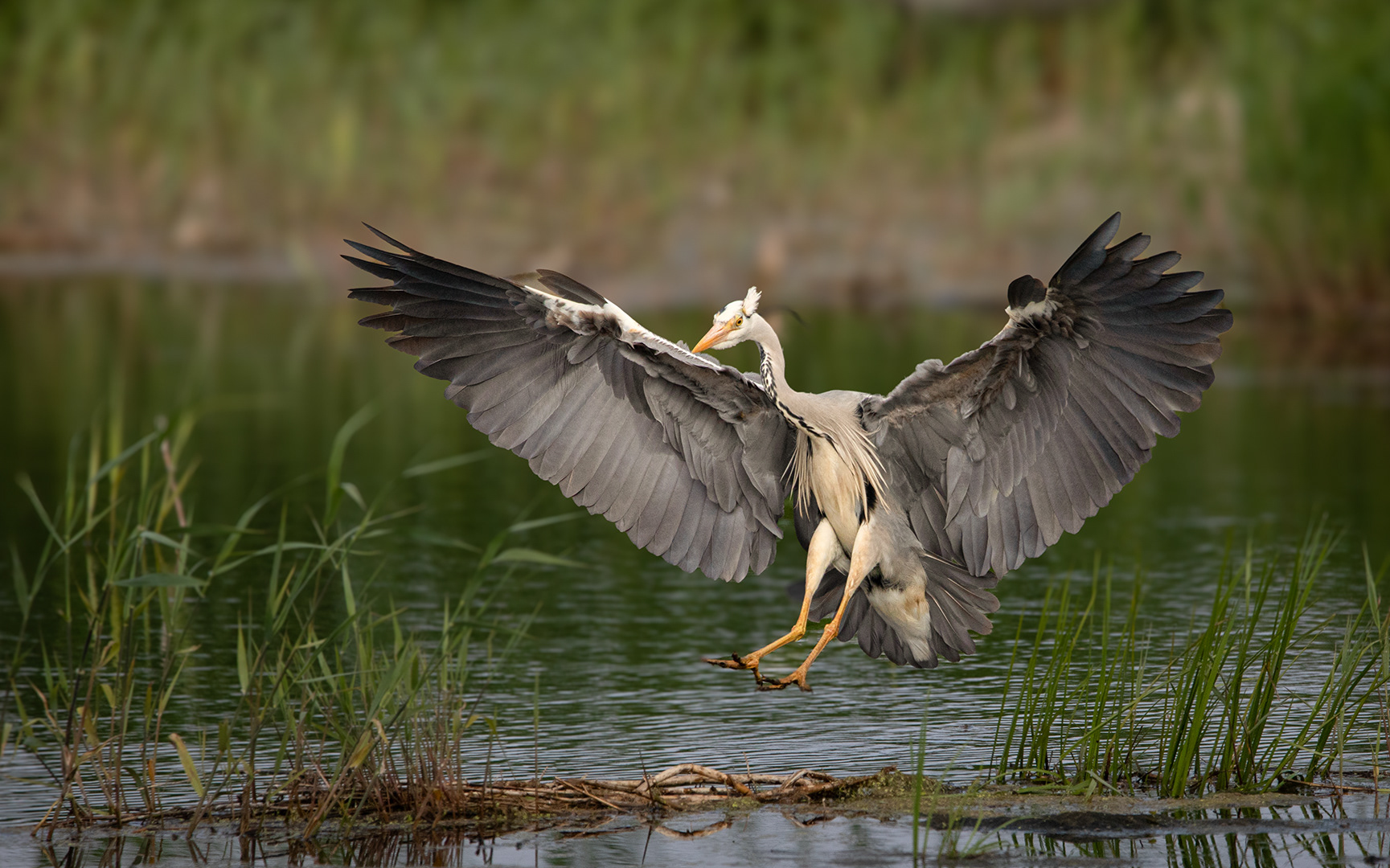 Grey Heron