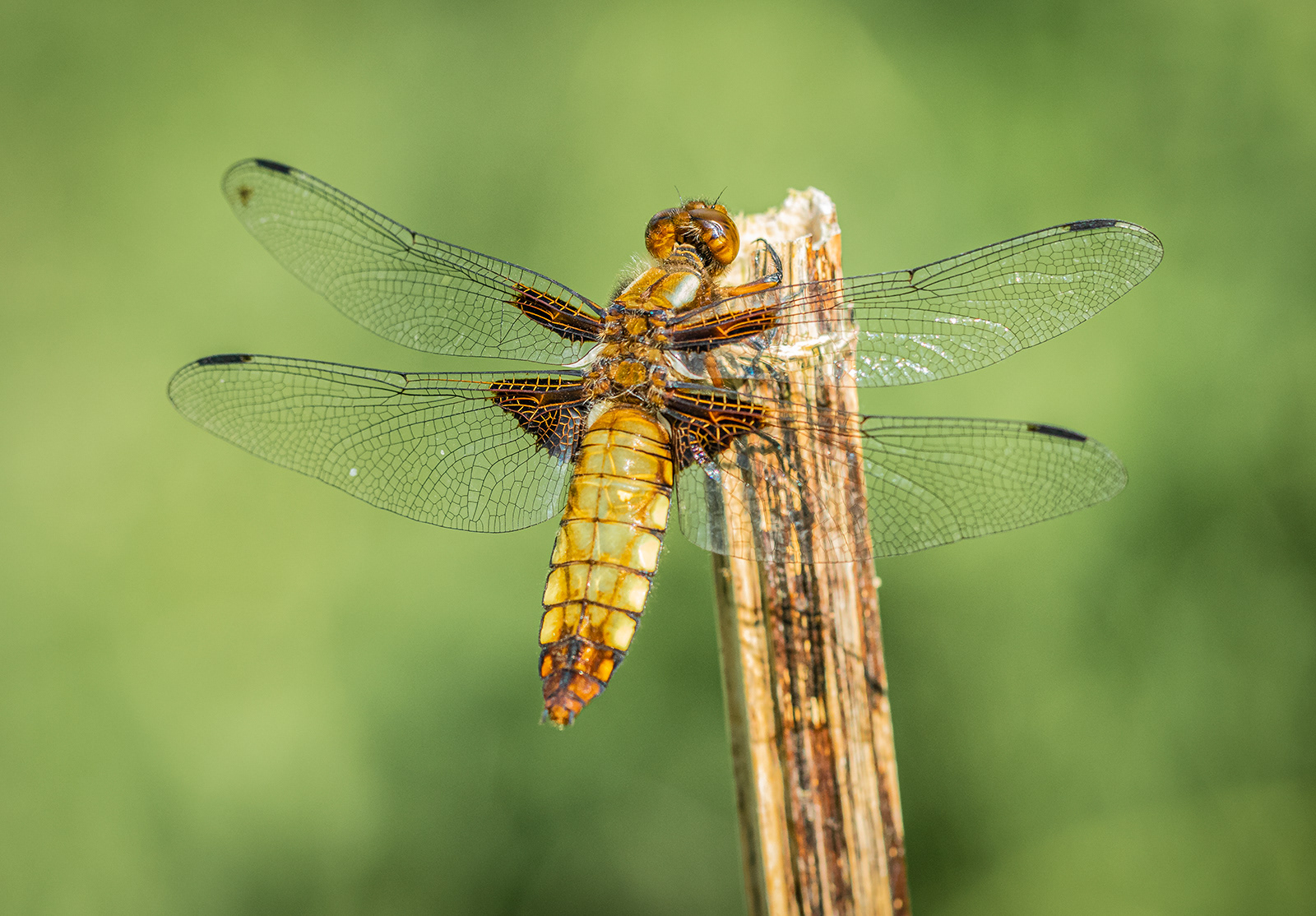 Wide Bodied Chaser