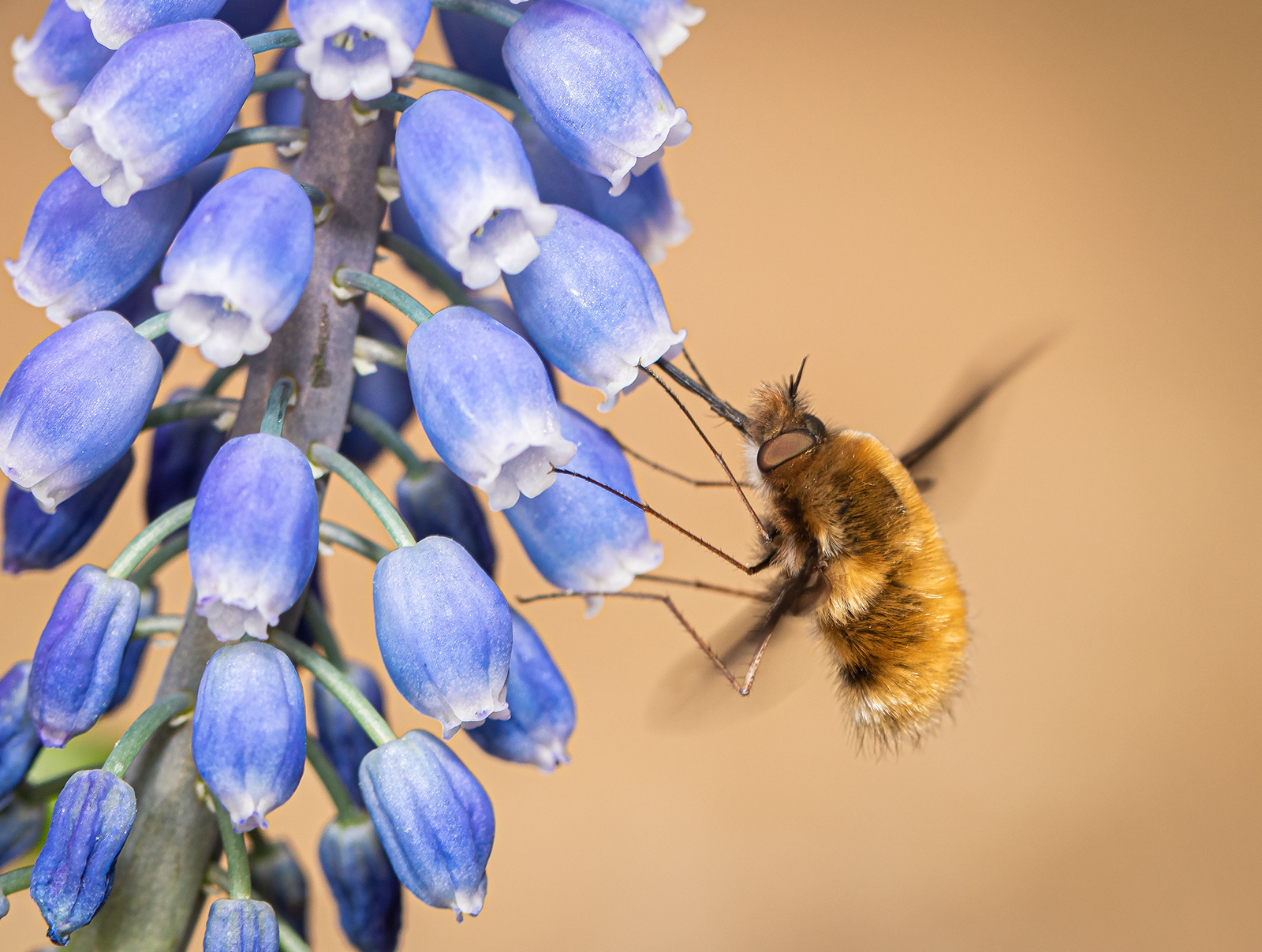 Bee Fly