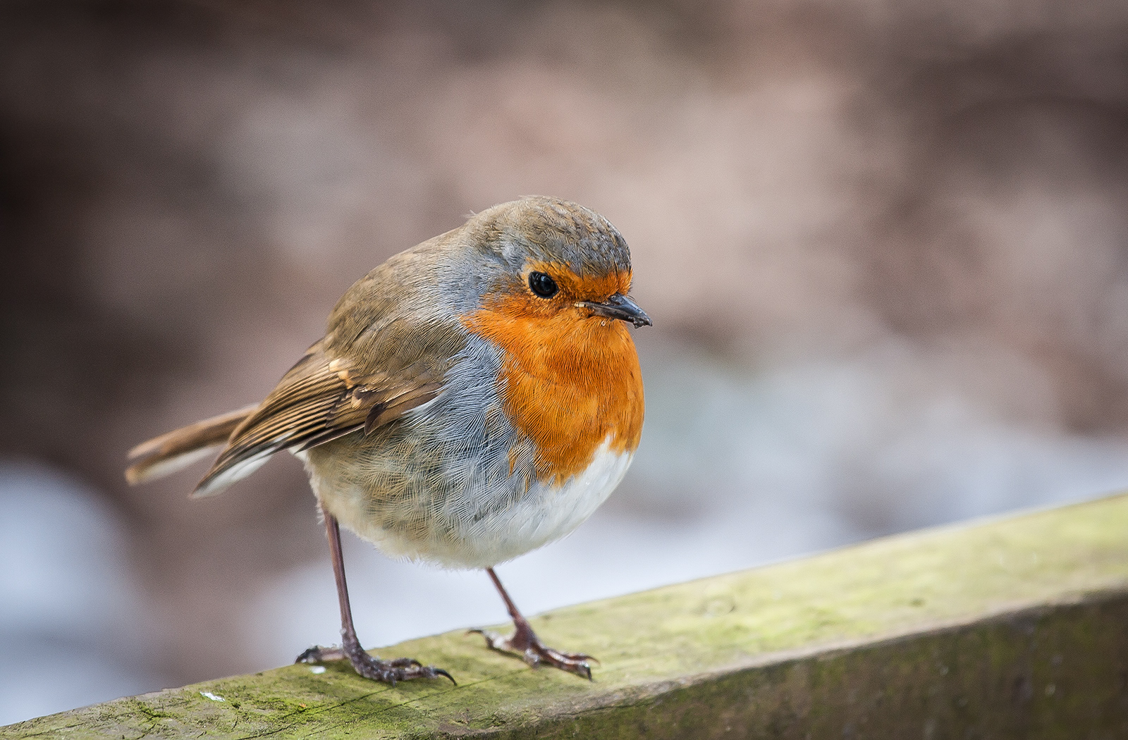 Robin