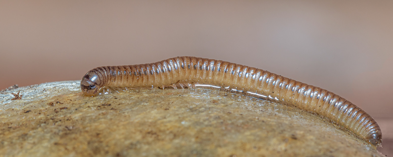 Millipede