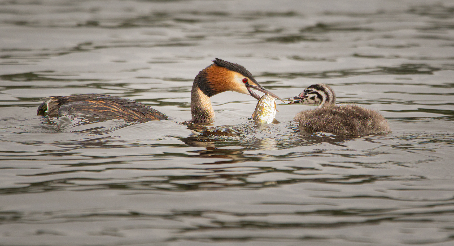 Grebe Feeding Chick