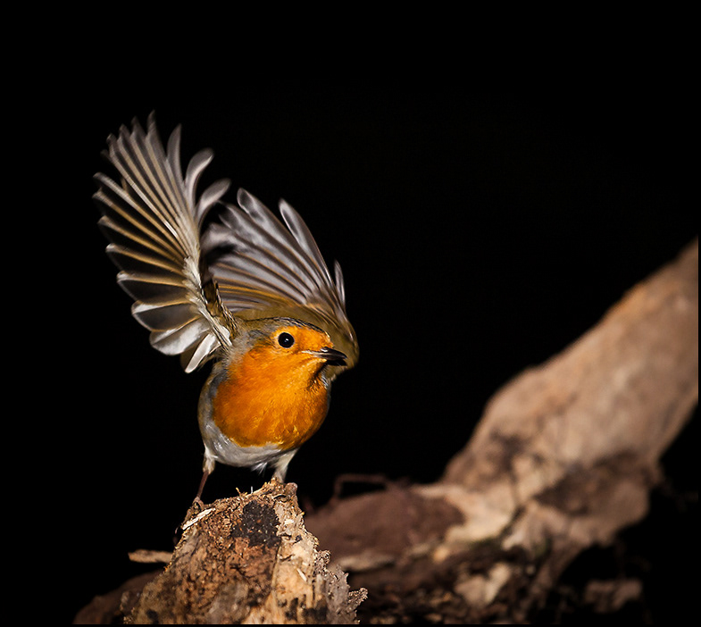 Robin with flash