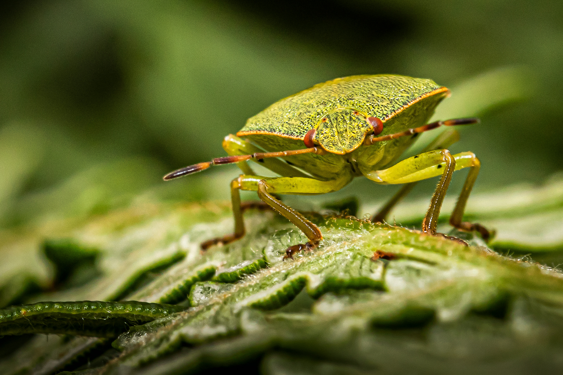 Green Shield Bug