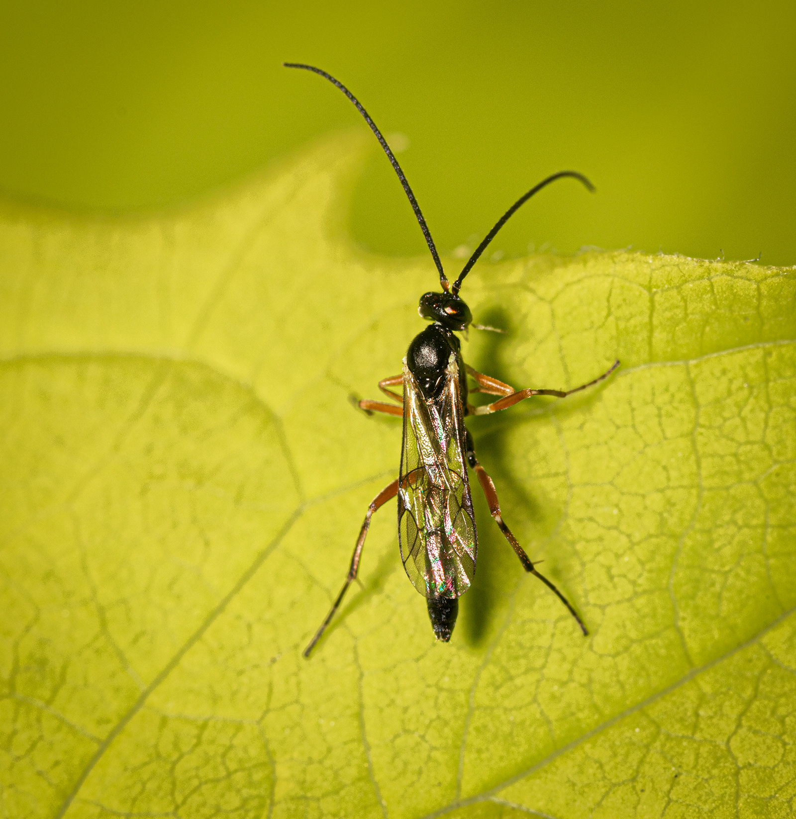 Spider Hunting Wasp