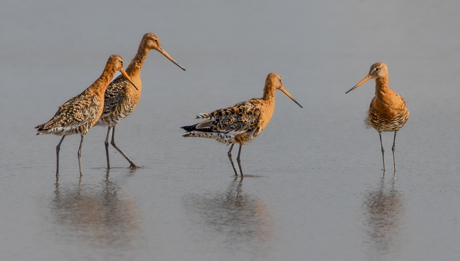Black Tailed Godwit