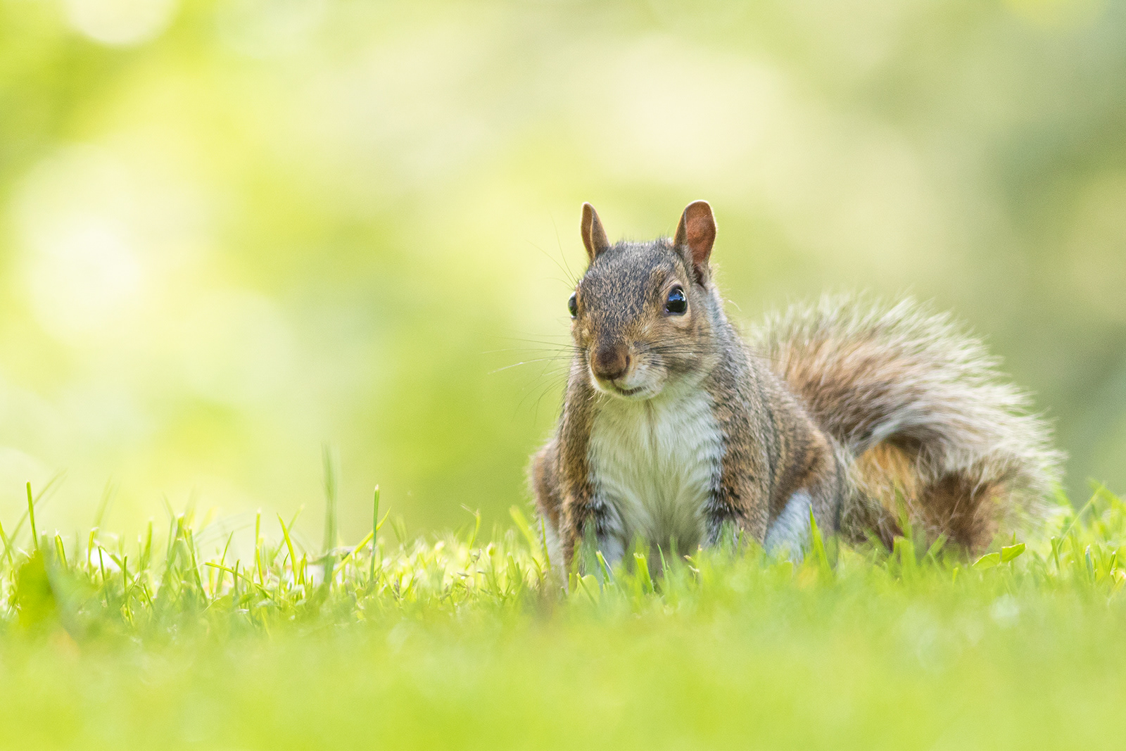 Grey Sqirrell